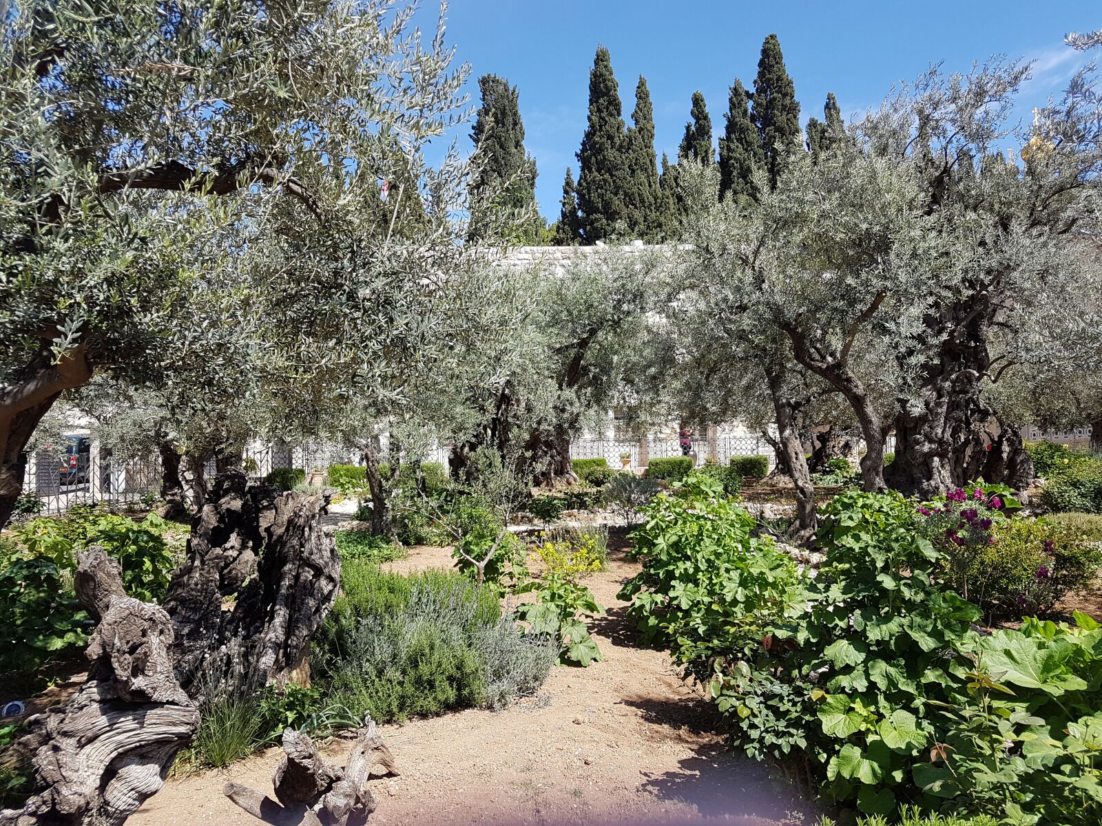 Samsung Galaxy S7 sample photo. Garden, gethsemane, israel photography