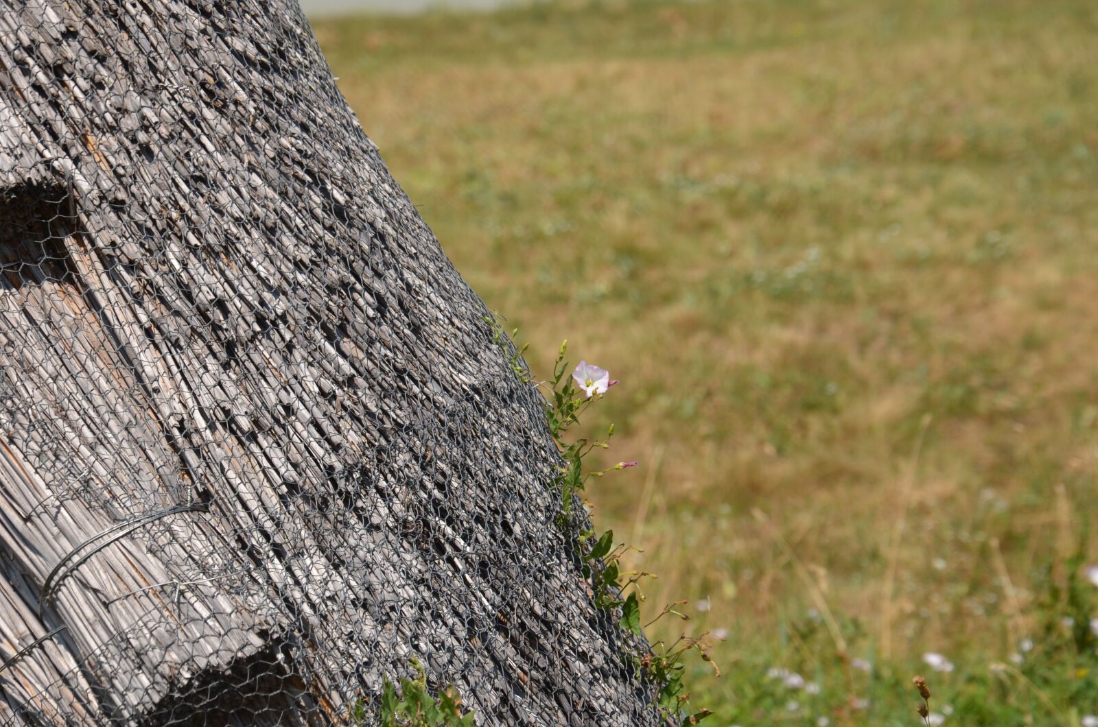 Nikon D5100 sample photo. Straw hut, flower, pink photography