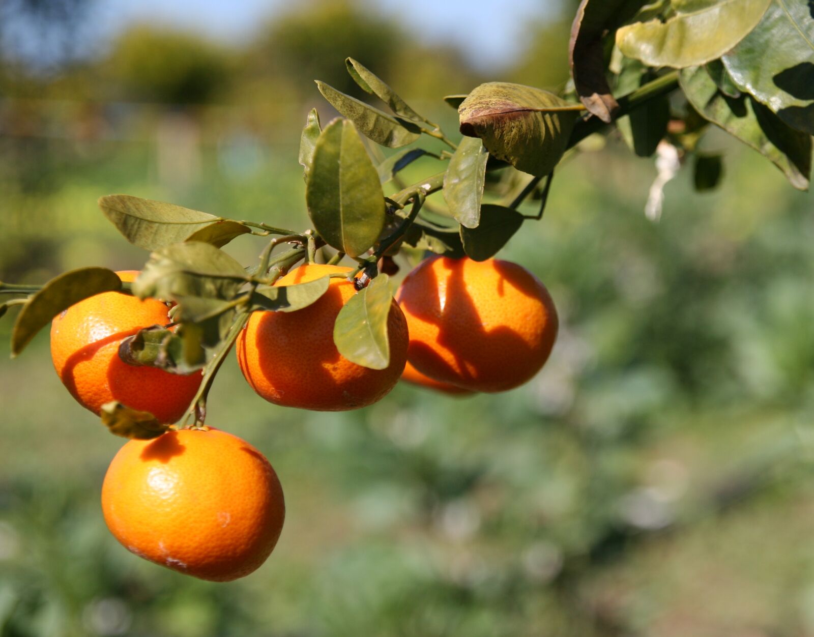 Canon EOS 20D sample photo. Seville, oranges photography