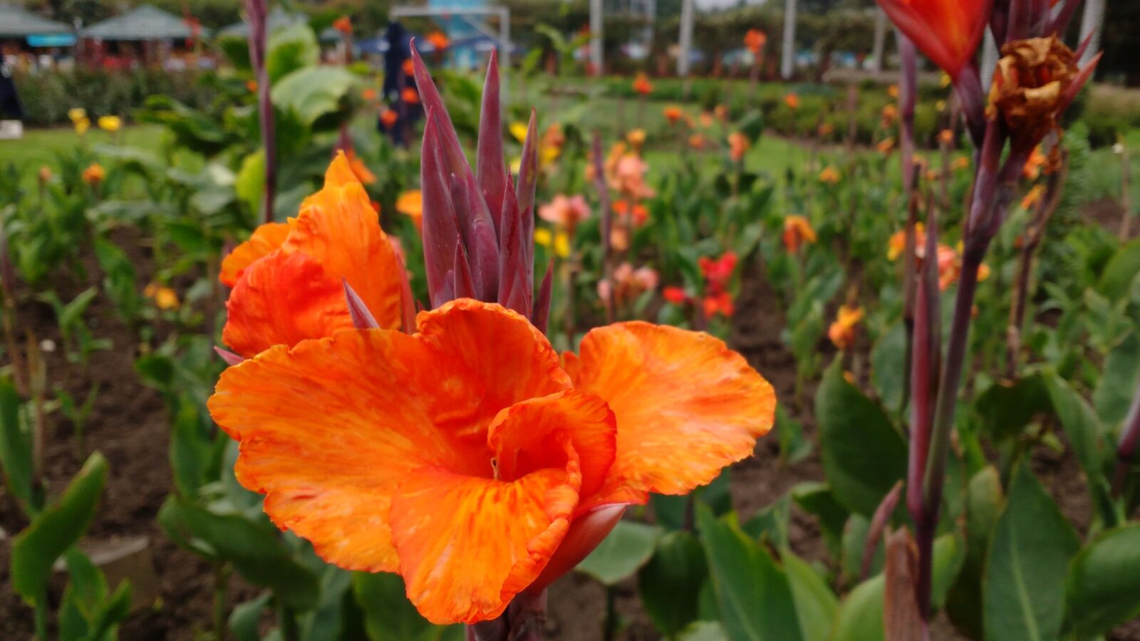 Motorola MotoG3 sample photo. Flower, garden photography