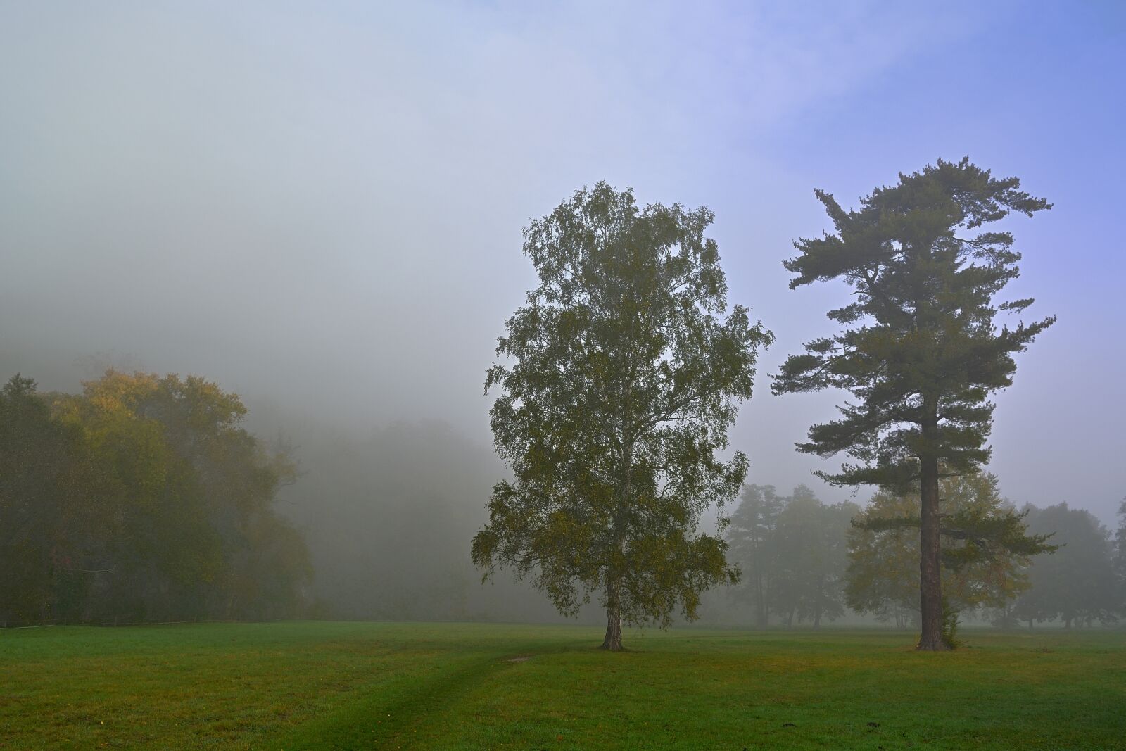 Nikon D5200 sample photo. Fog, morning, trees photography