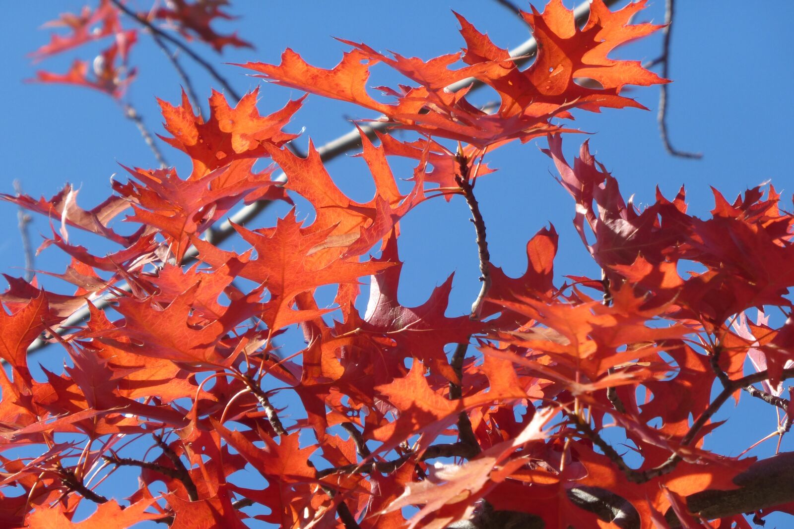 Panasonic DMC-TZ36 sample photo. Leaf, autumn, season photography