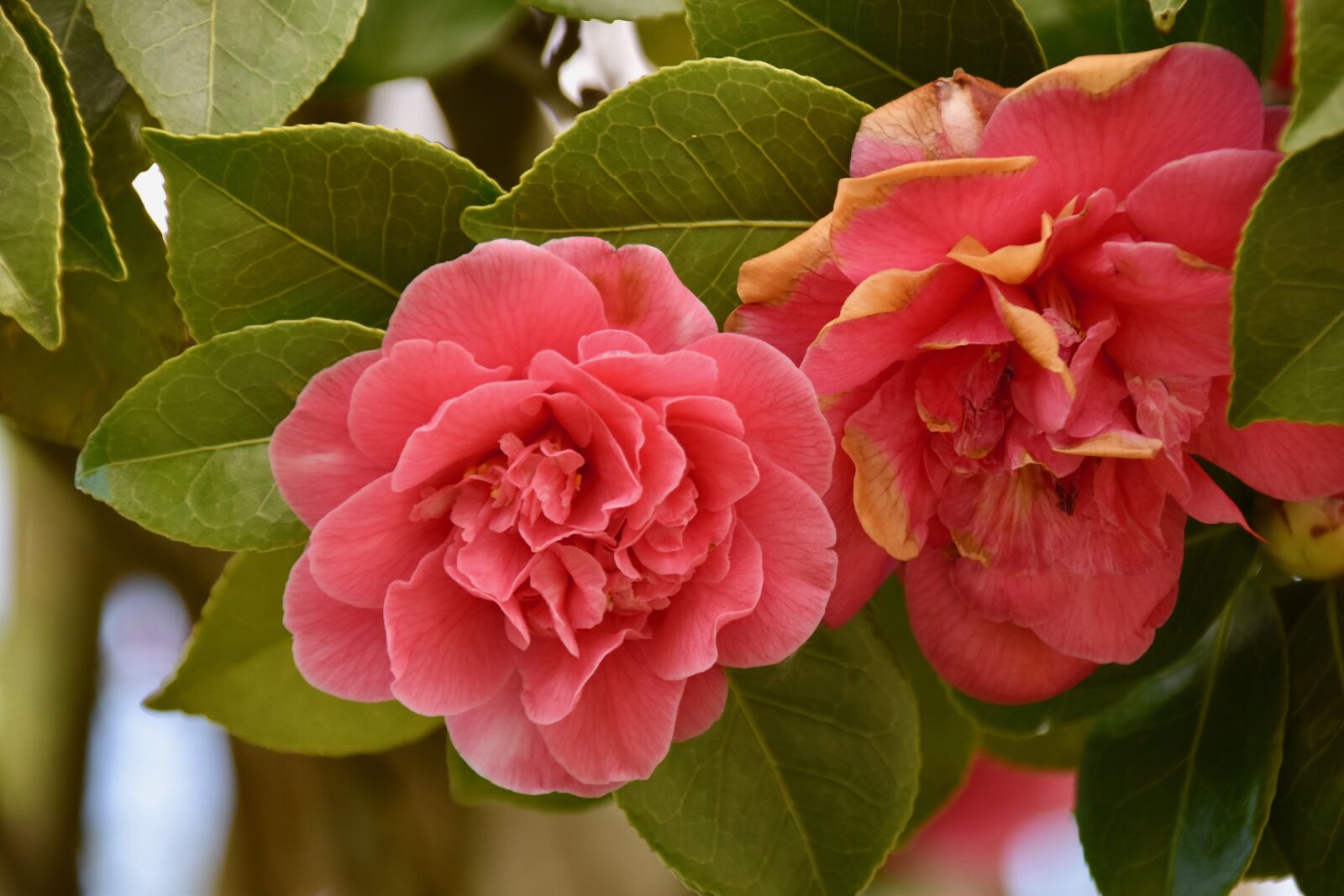 Nikon D5600 sample photo. Flower, flowers of camellia photography