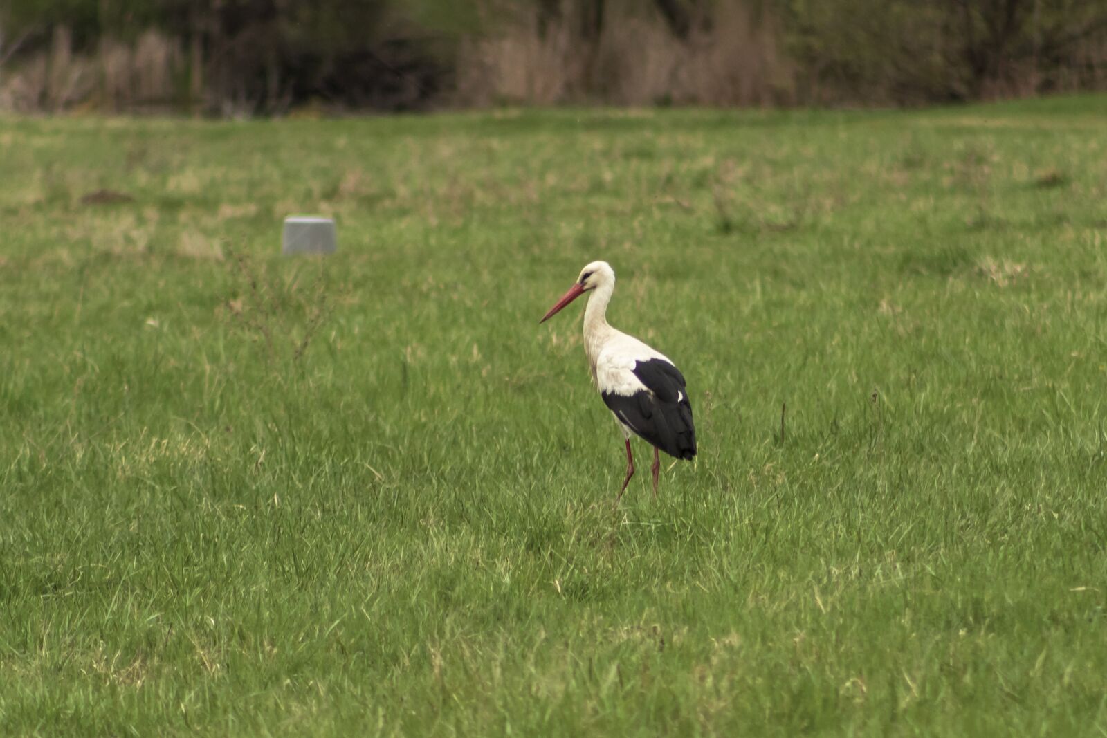 Canon EF75-300mm f/4-5.6 sample photo. Stork, white stork, freshman photography
