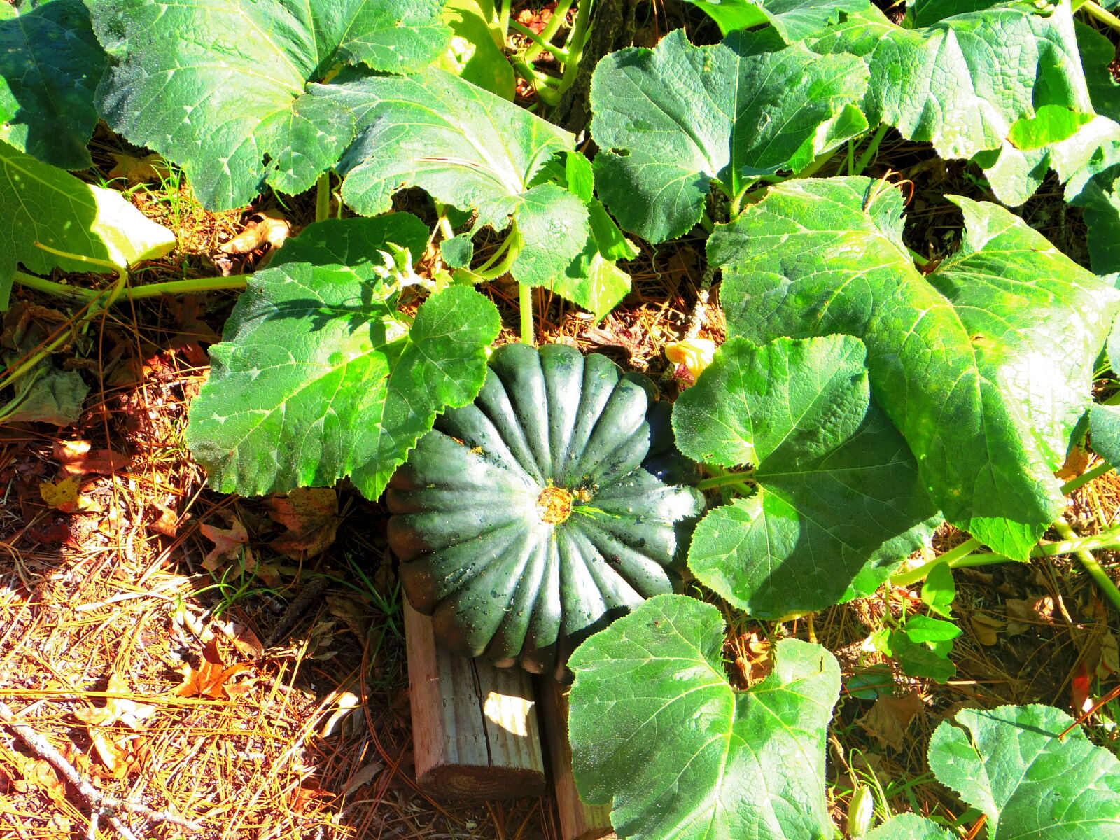 Pentax 02 Standard Zoom sample photo. Unidentified, calabaza, squash photography