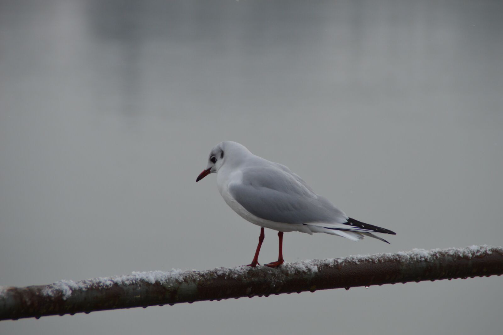 Nikon D3200 sample photo. Bird, nature, animal world photography