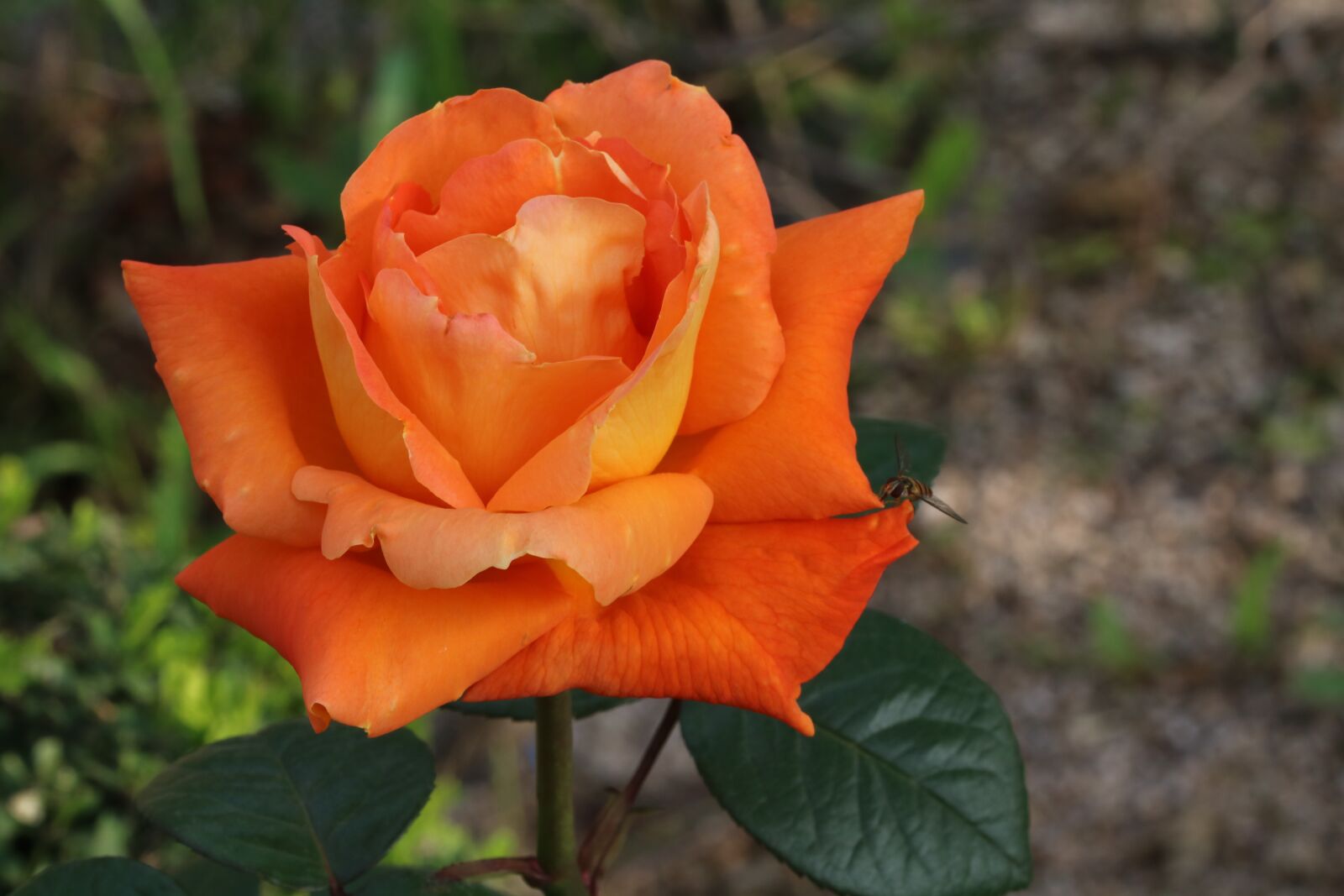 Canon EOS 750D (EOS Rebel T6i / EOS Kiss X8i) sample photo. Rose, rose festival, garden photography