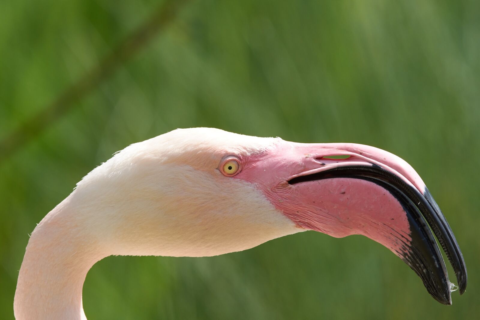 Nikon AF-S Nikkor 200-500mm F5.6E ED VR sample photo. Flamingo, bird, feather photography