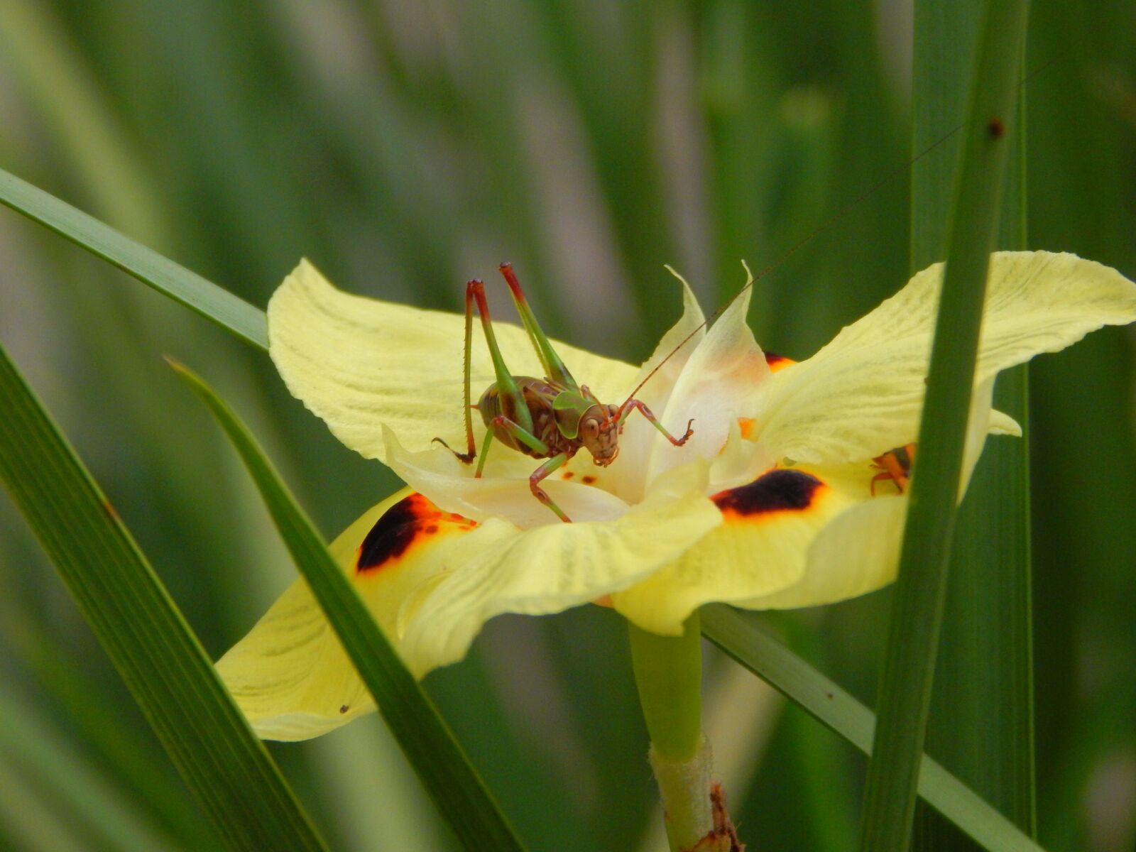 Nikon Coolpix L830 sample photo. Insect, invertebrate, cricket photography