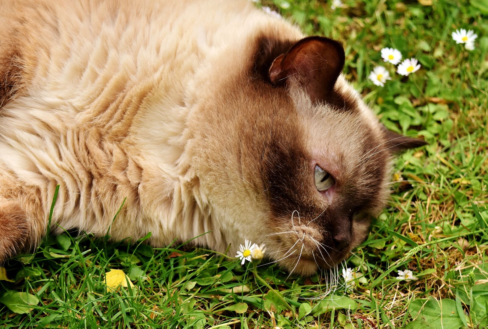 Nikon D7200 sample photo. British shorthair, rest, relaxed photography