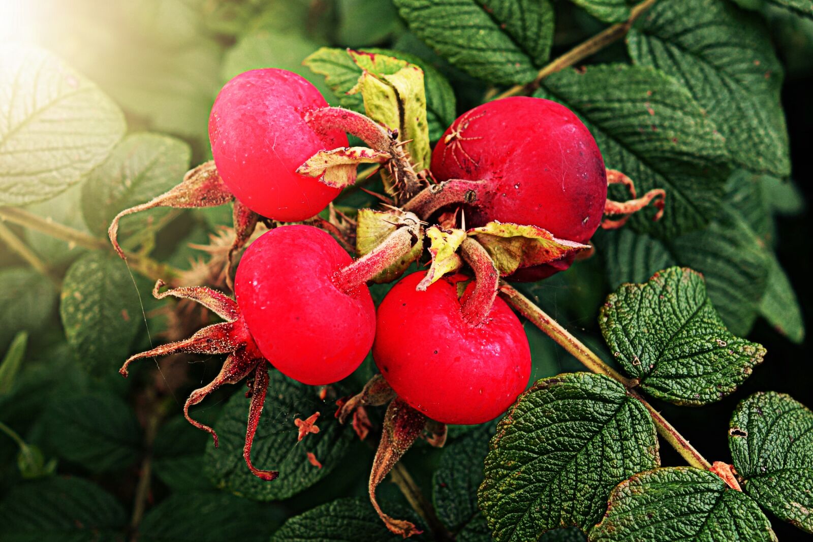 Sony Cyber-shot DSC-RX100 sample photo. Rose hip, vitamin, plant photography
