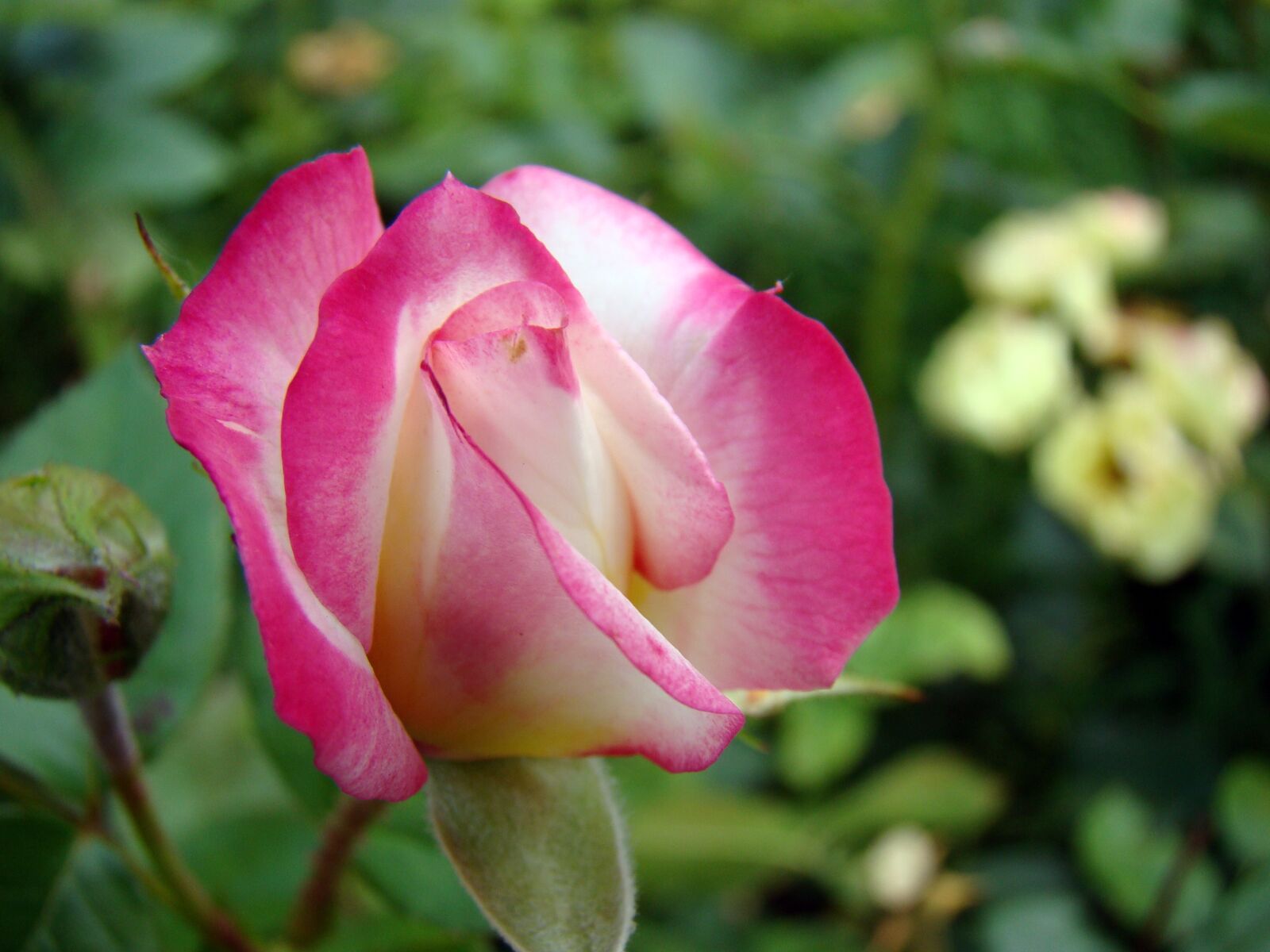 Sony Cyber-shot DSC-H50 sample photo. Rose, rose flower, flower photography