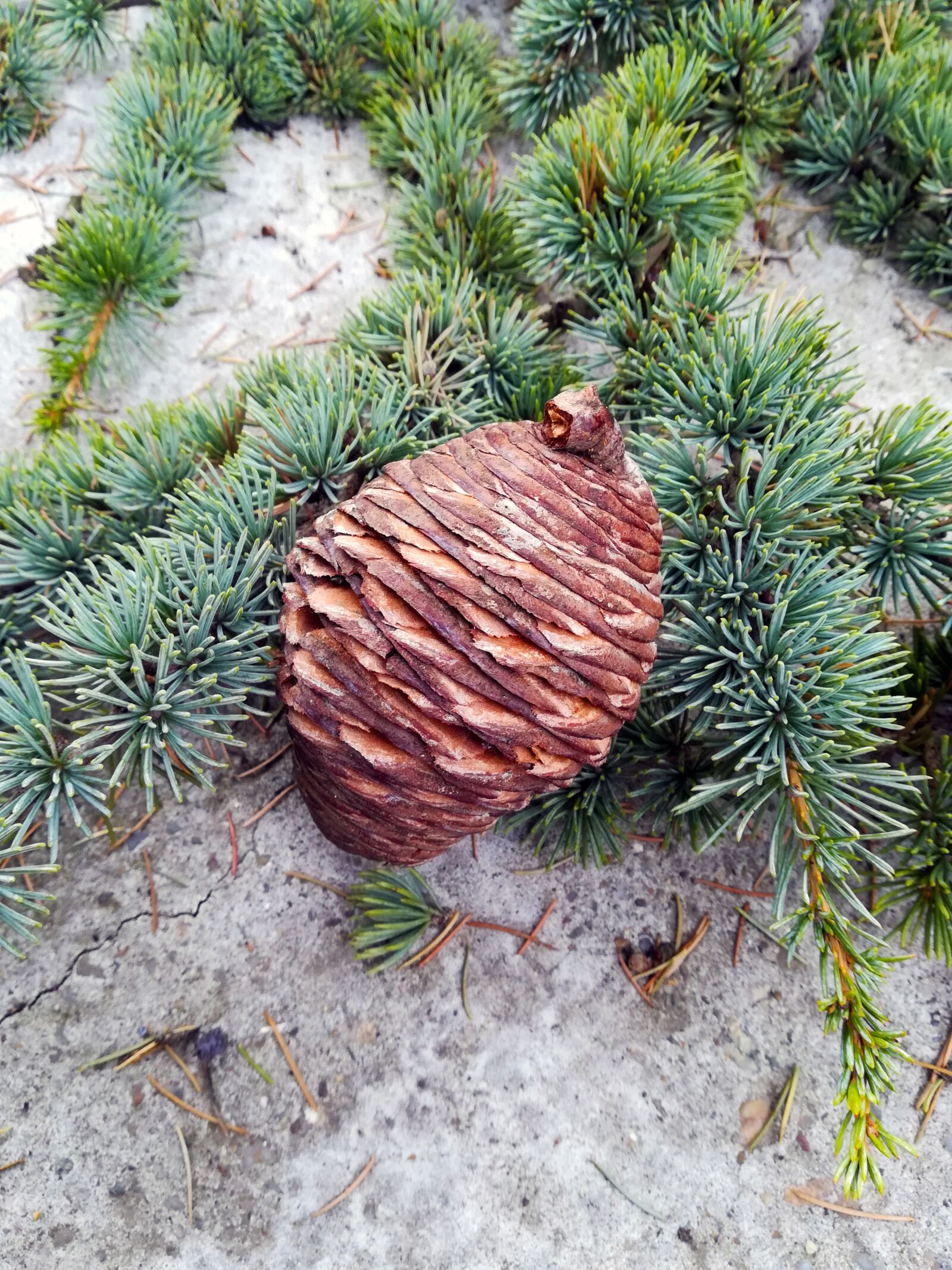 HUAWEI P10 lite sample photo. Pine cone, pine, tree photography