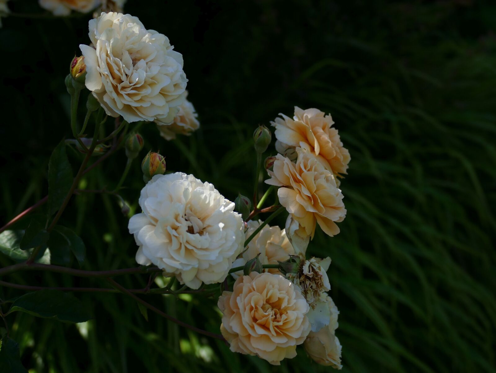 Panasonic Lumix DMC-FZ1000 sample photo. Rose buff beauty, garden photography