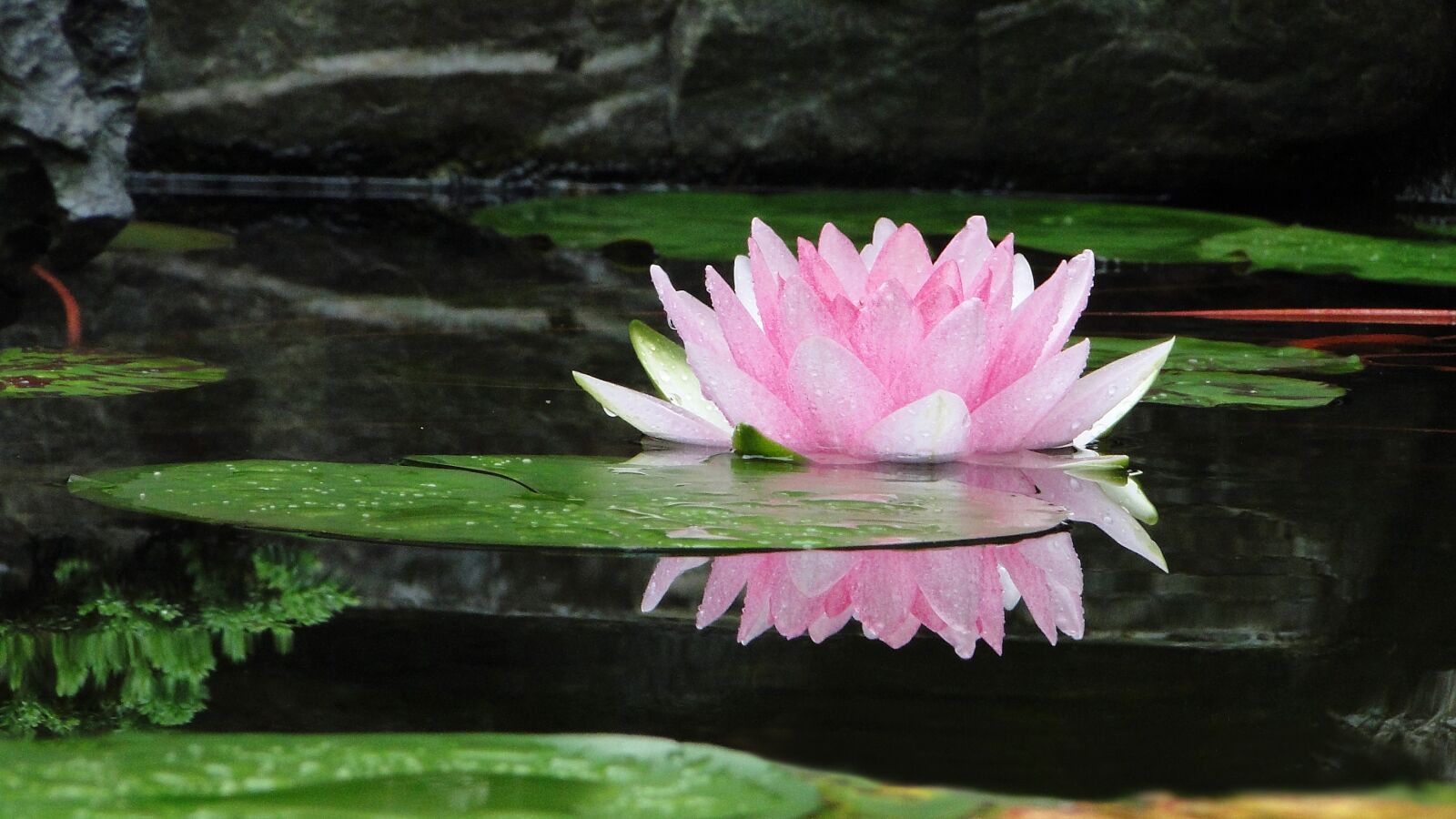 Sony Cyber-shot DSC-HX1 sample photo. Flower, lotus, summer photography