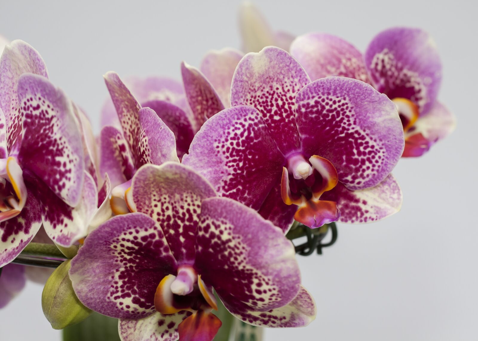 Canon EOS 50D + Canon EF 50mm F1.8 II sample photo. Phalaenopsis, purple, orchid photography