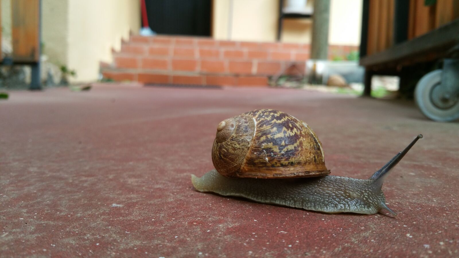 Samsung Galaxy Note4 sample photo. Snail, slow, away photography