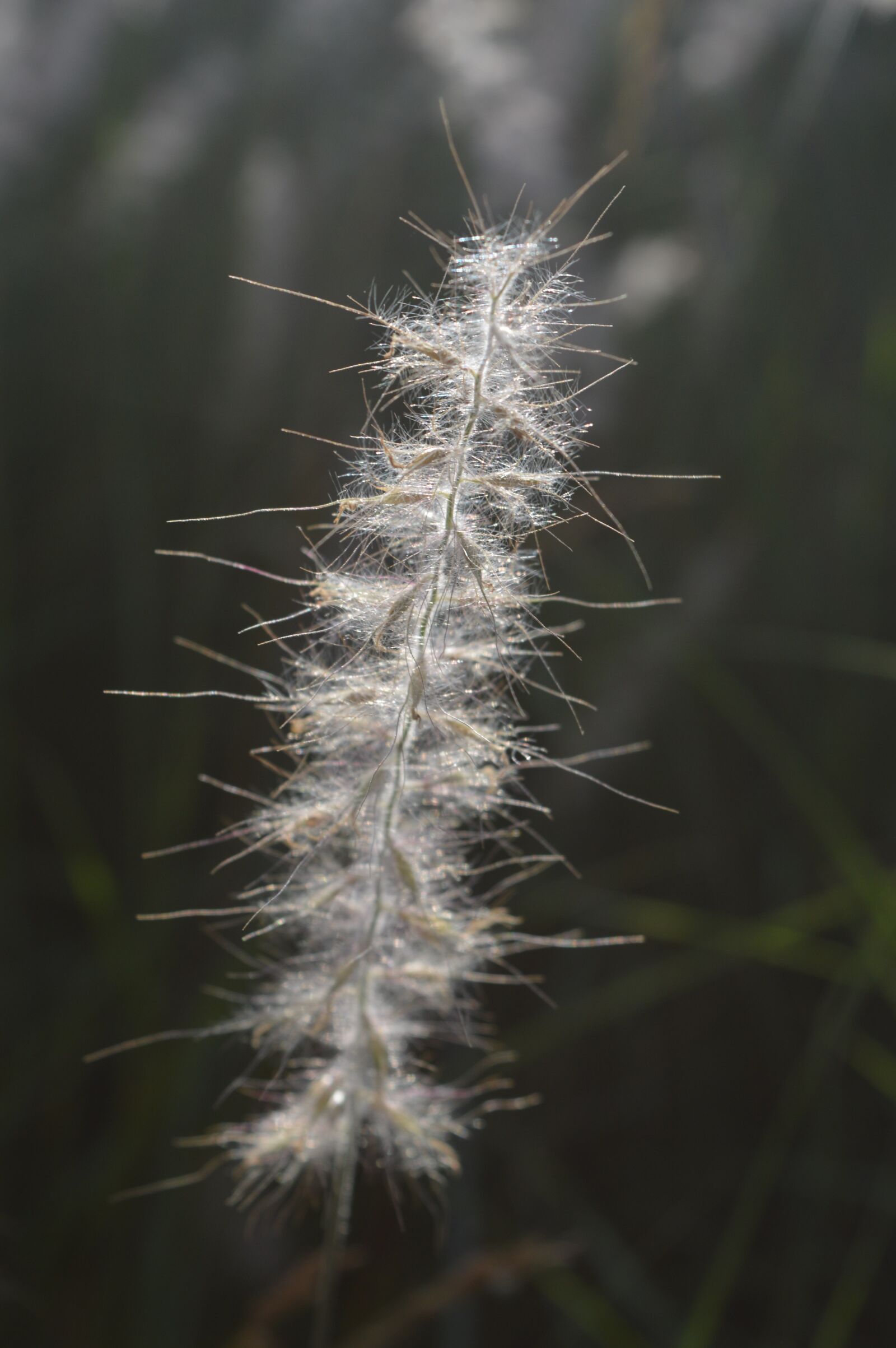 Nikon D3200 sample photo. White, beige, flower photography