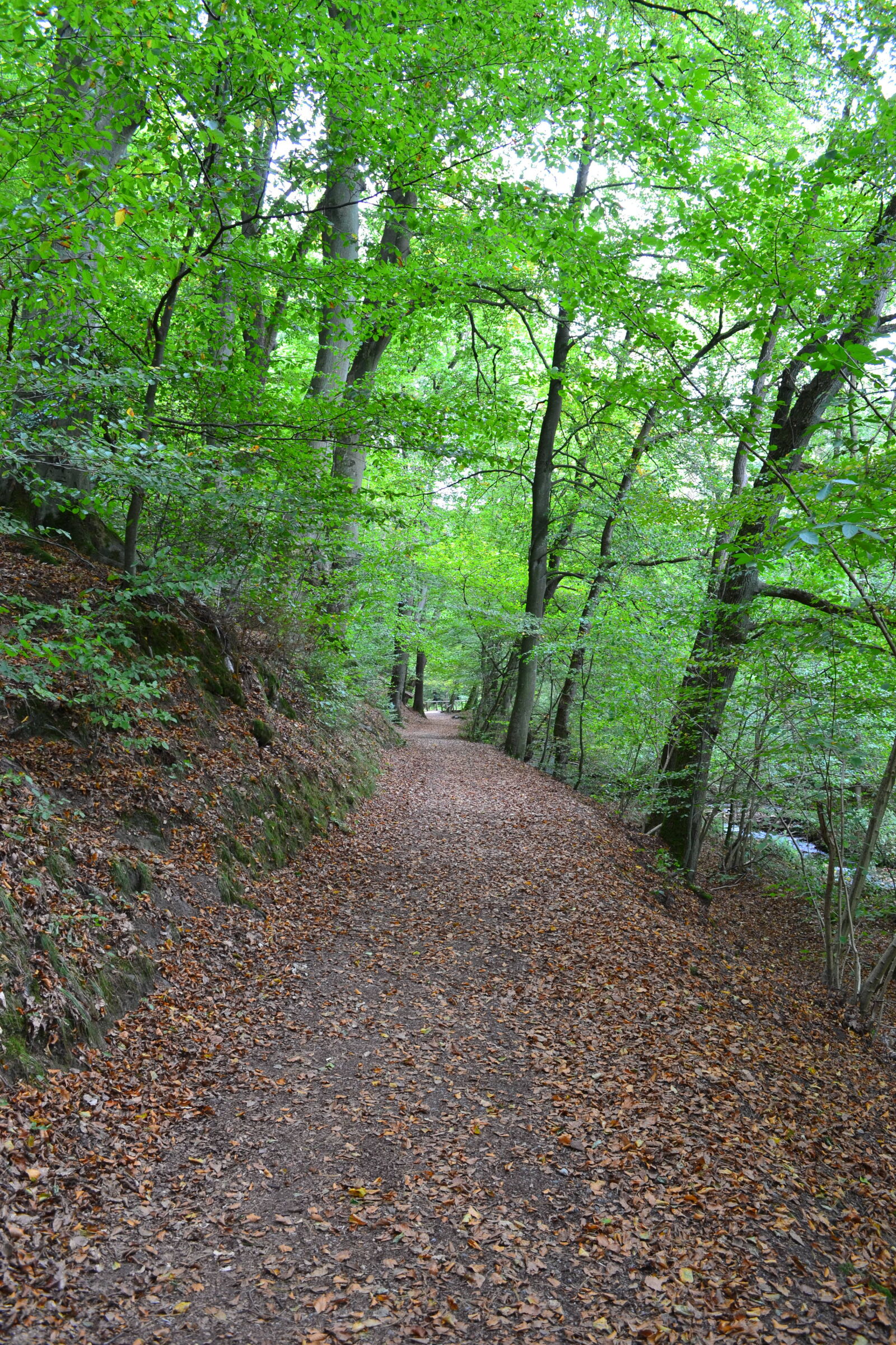 Nikon D3100 sample photo. Autumn, foliage, forest, way photography