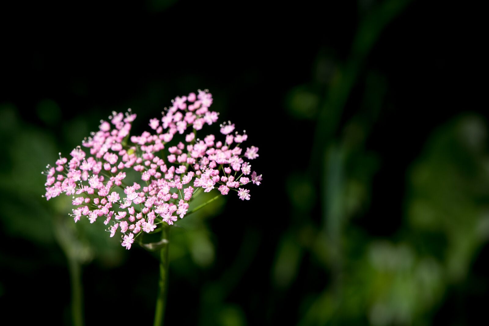 Nikon D7100 sample photo. Plant, grassland plants, blossom photography
