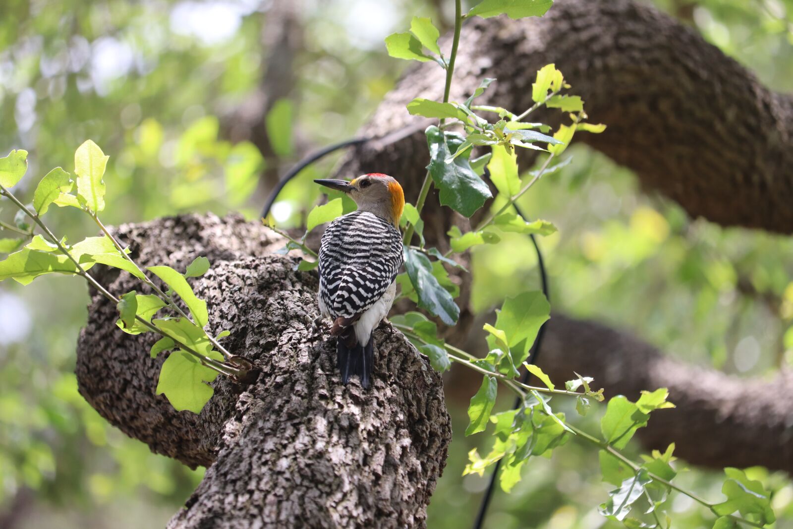 Canon EOS 800D (EOS Rebel T7i / EOS Kiss X9i) sample photo. Woodpecker, bird, wildlife photography