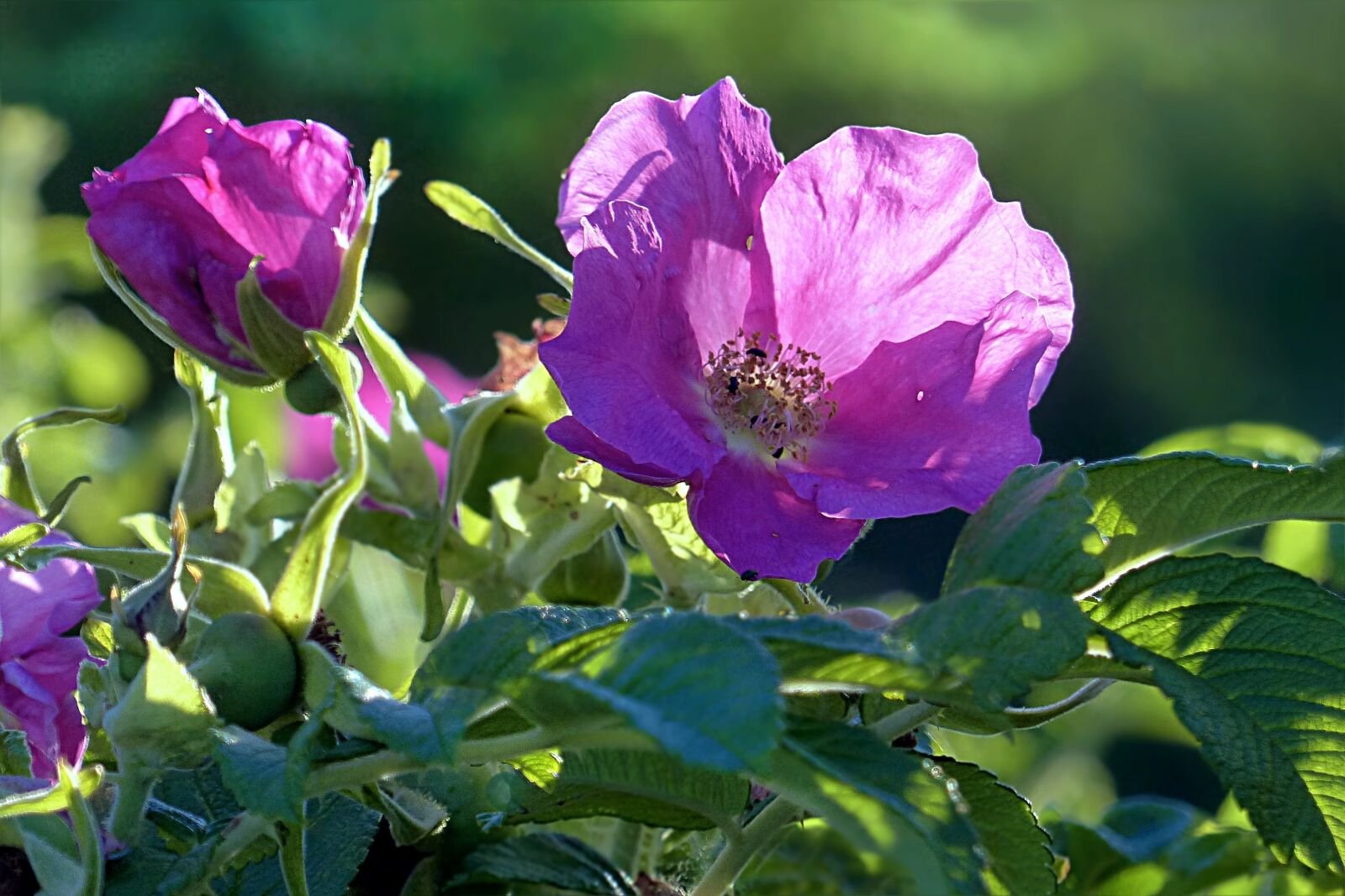 Panasonic Lumix DMC-FZ200 sample photo. Plant, rose hip, blossom photography