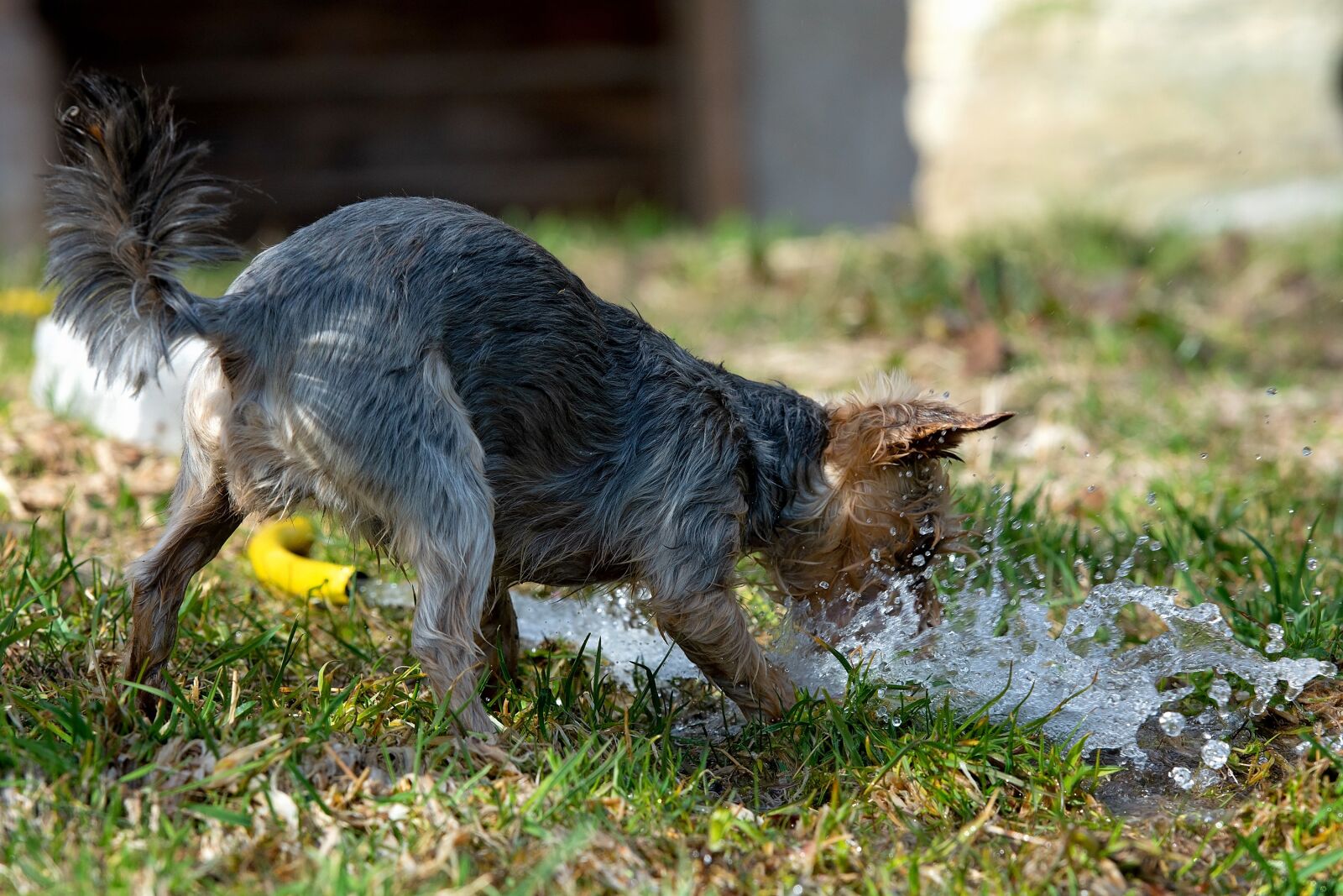 Nikon D7100 sample photo. Dog, water, wet photography