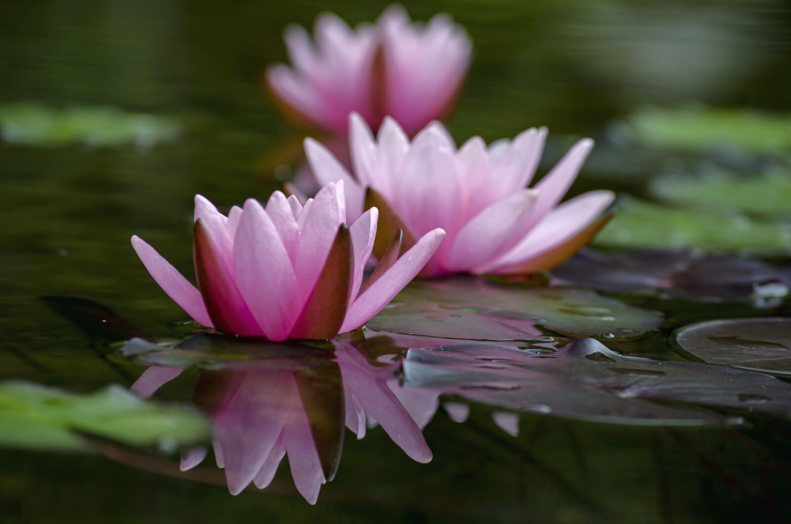 Nikon D7000 sample photo. Water lilies, waterlilies, water photography
