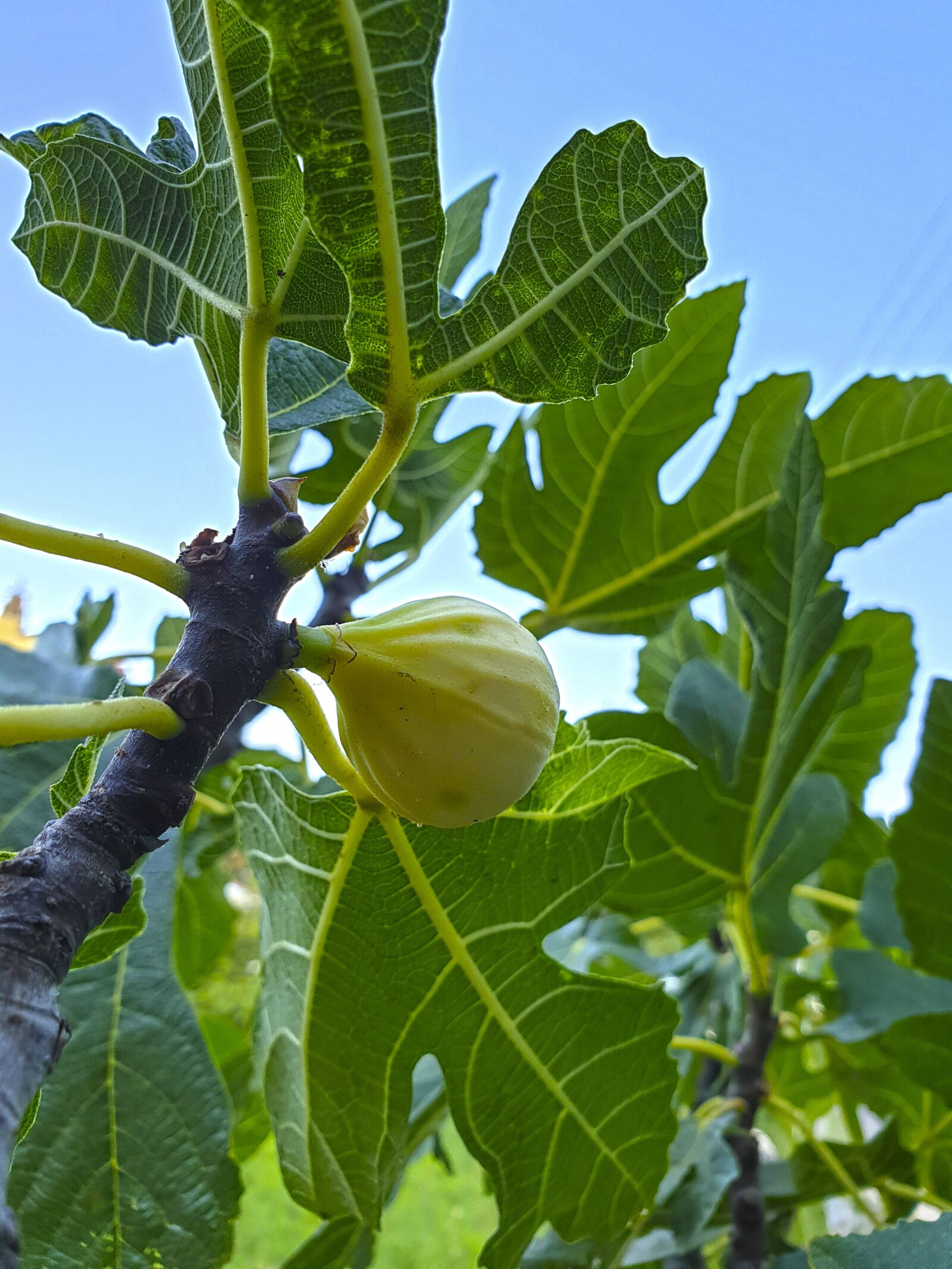 Samsung Galaxy S9+ sample photo. Figs, nature, food photography