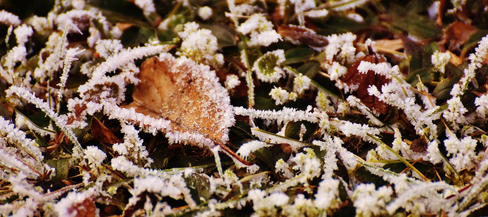 Nikon D7200 sample photo. Leaves, winter, frost photography