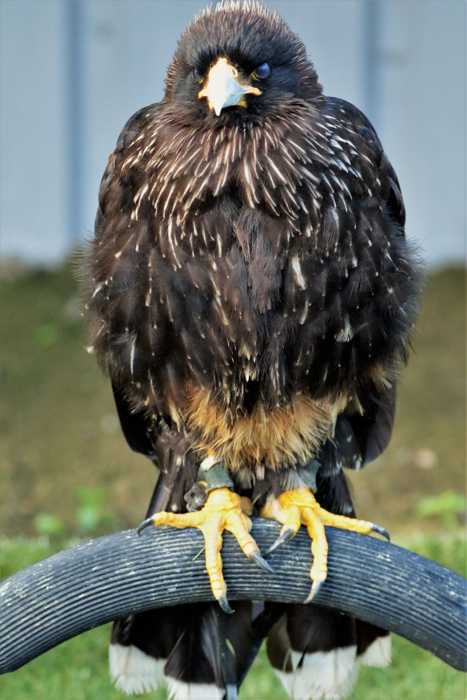 Canon EF 70-300mm F4-5.6L IS USM sample photo. Caracara, bird of prey photography