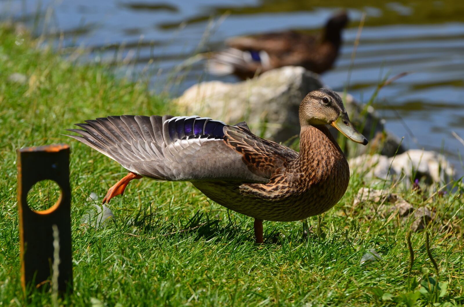 Nikon D7000 sample photo. Animal, duck, wildlife photography