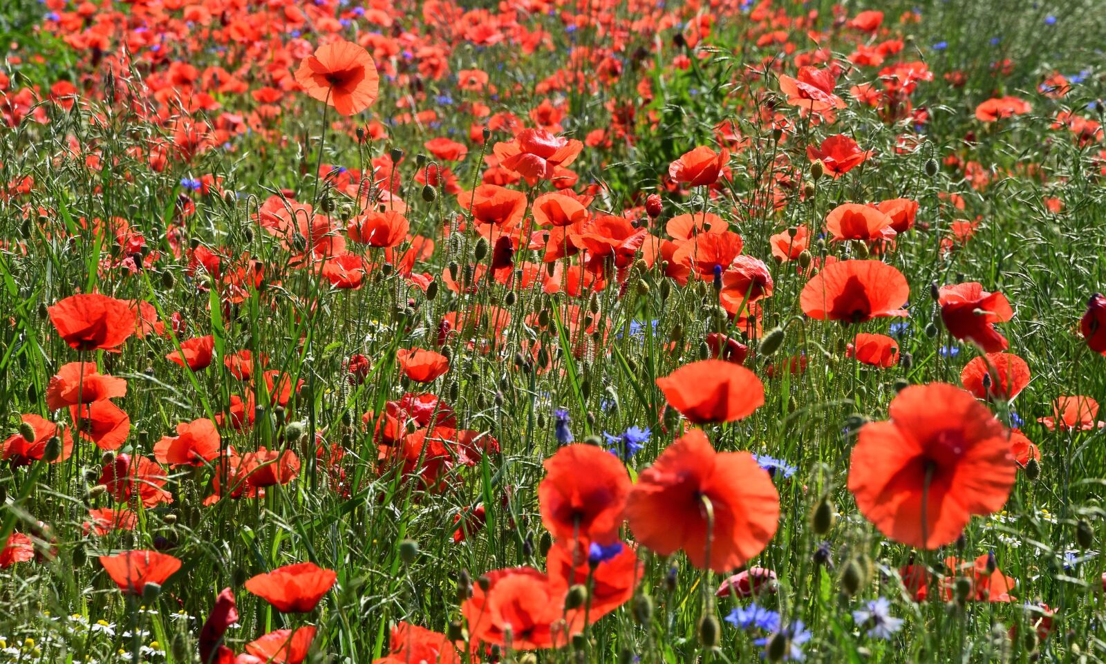 Nikon D5300 sample photo. Poppies, meadow, field photography