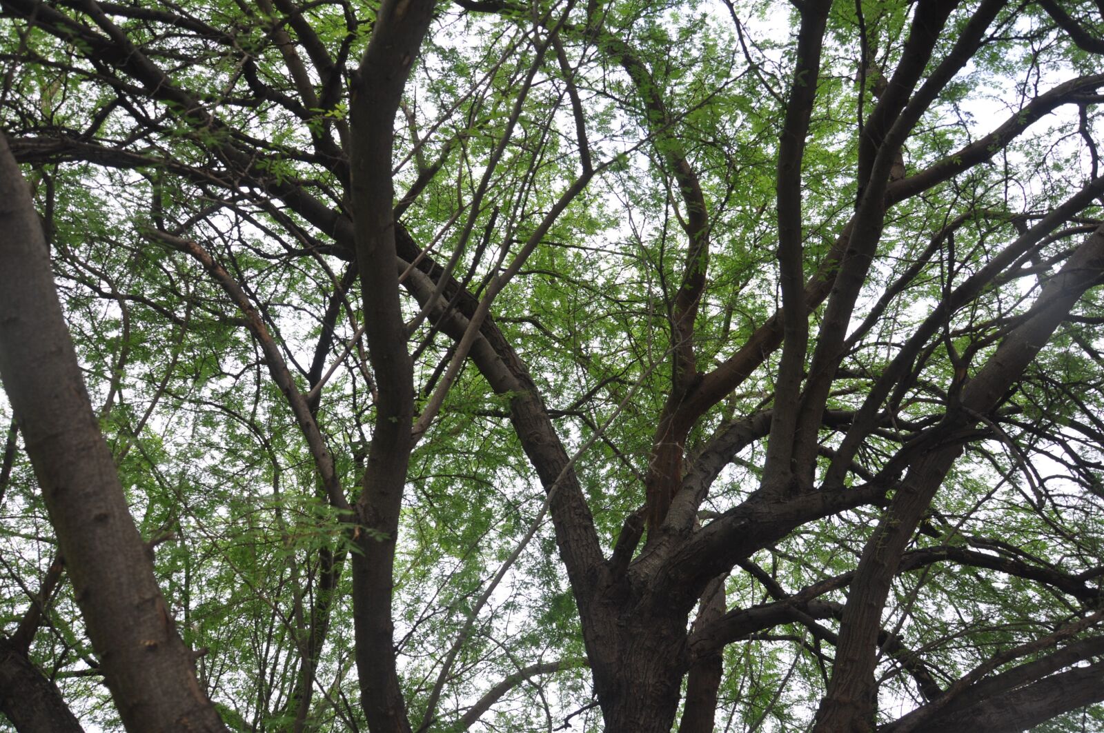 Nikon D90 sample photo. Branches, tree, nature photography