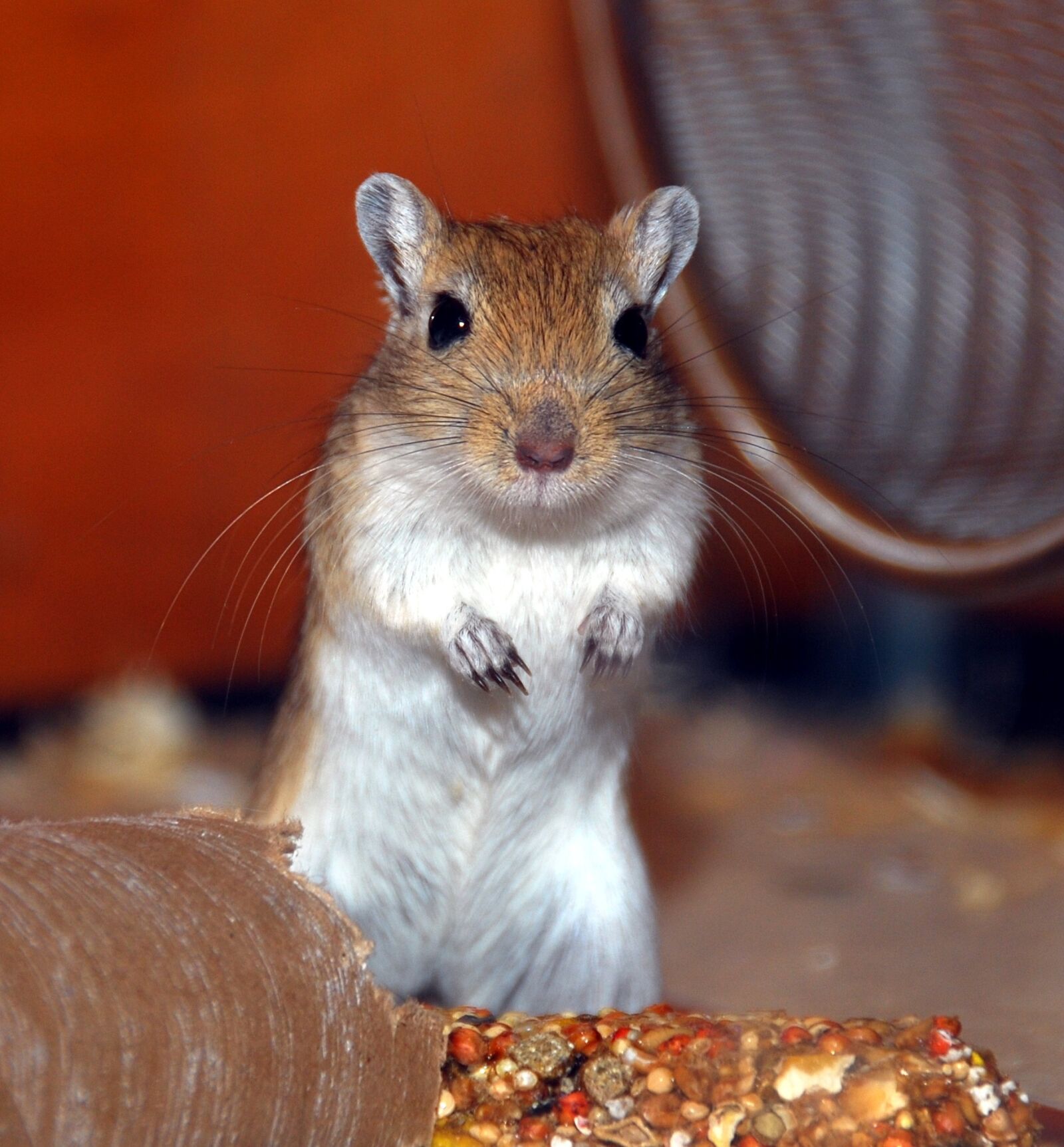 Nikon D80 sample photo. Gerbil, rodent, small animal photography