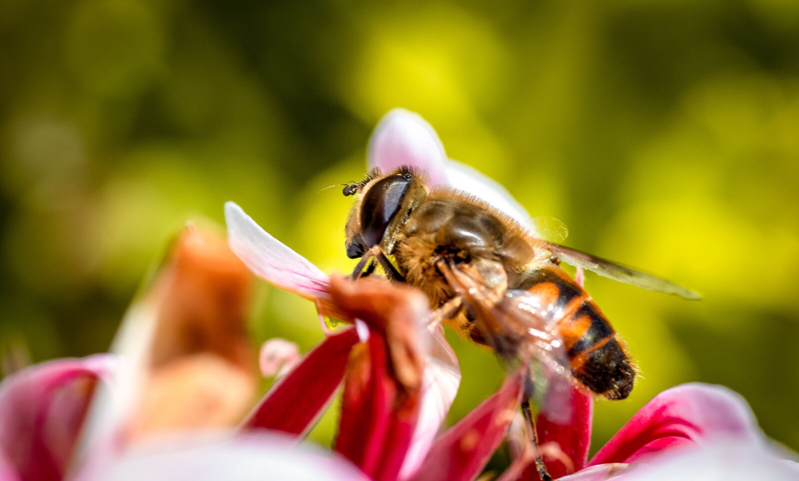 Canon EOS 1300D (EOS Rebel T6 / EOS Kiss X80) sample photo. Bee, macro, insect photography