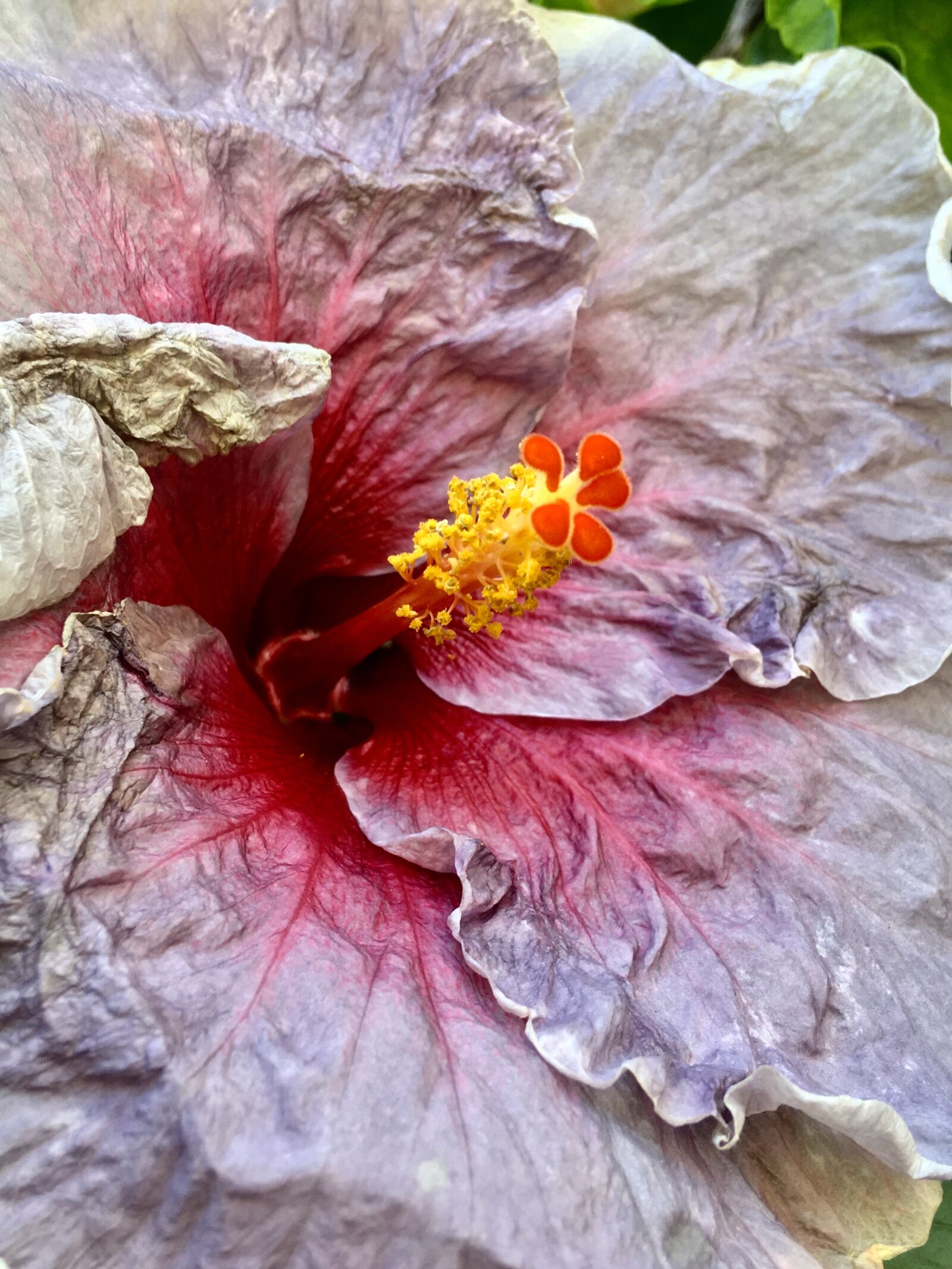 Apple iPhone 6s Plus sample photo. Ibisco, petals gray, garden photography
