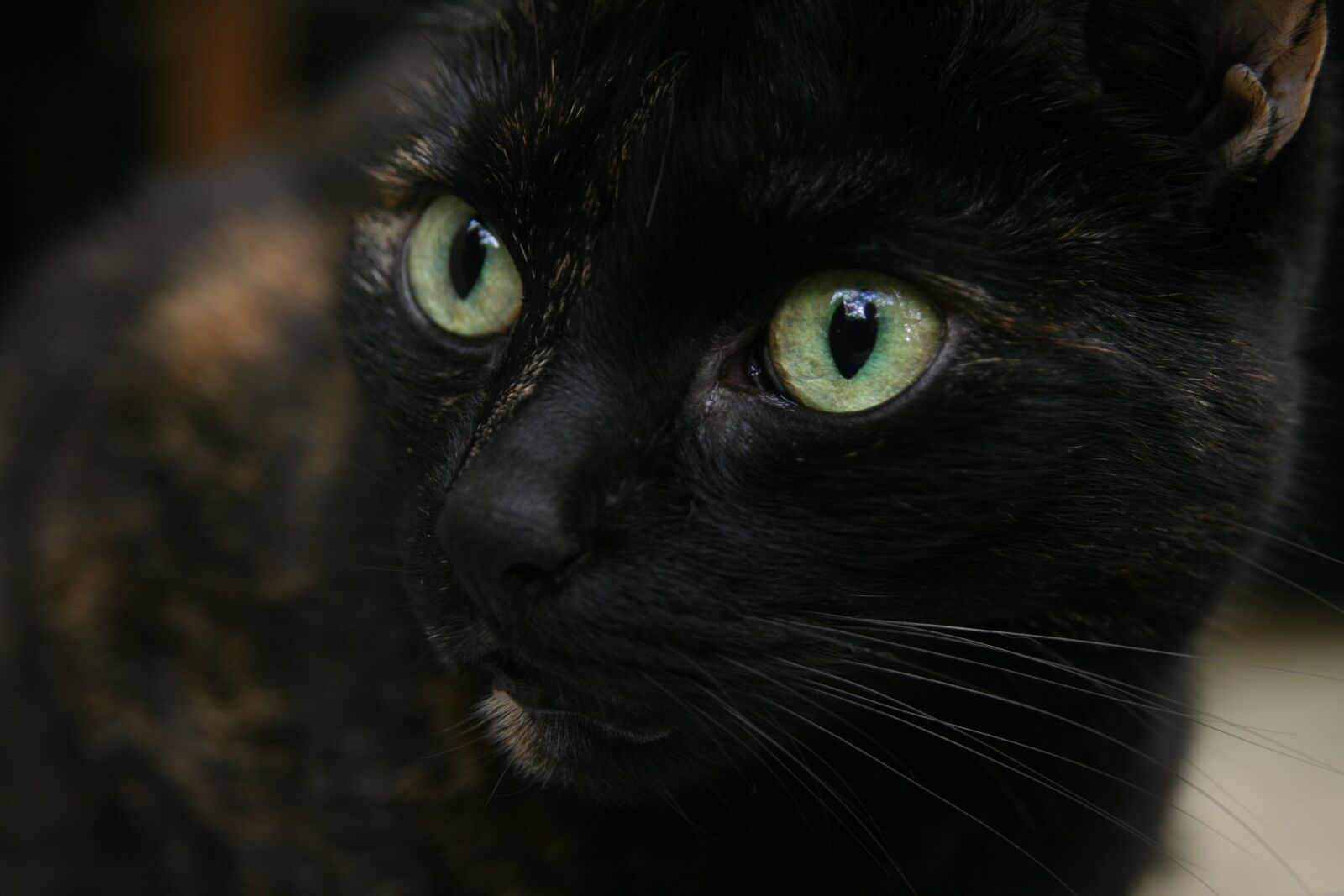 Canon EOS 400D (EOS Digital Rebel XTi / EOS Kiss Digital X) sample photo. Cat, domestic cat, cat's photography