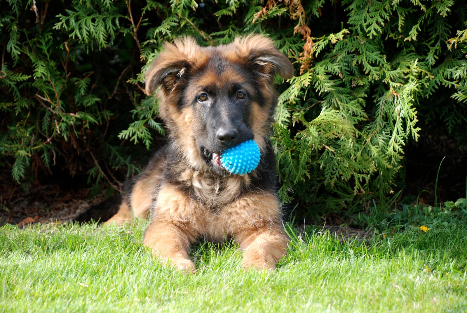Nikon D80 sample photo. Dog, sch fer dog photography