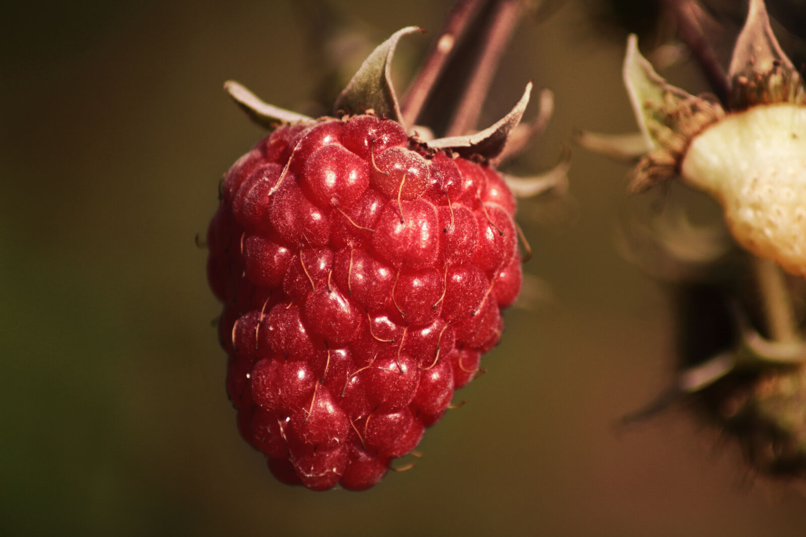 Canon EOS 1300D (EOS Rebel T6 / EOS Kiss X80) sample photo. Macro, raspberry photography