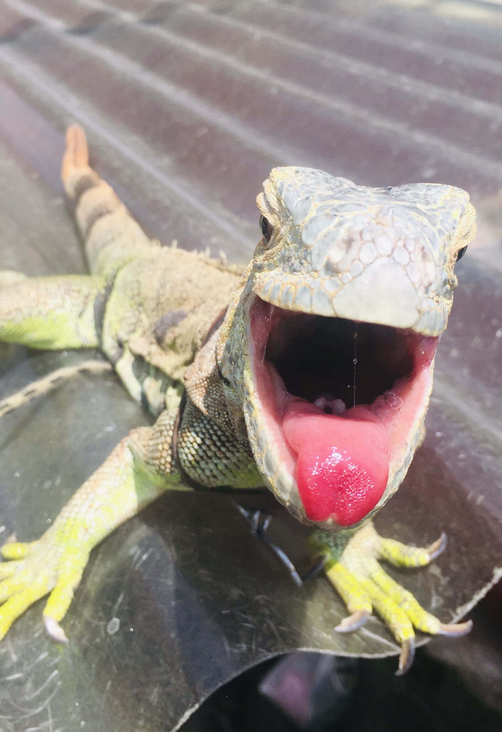 iPhone 6s Plus back camera 4.15mm f/2.2 sample photo. Iguana, animal, reptile photography
