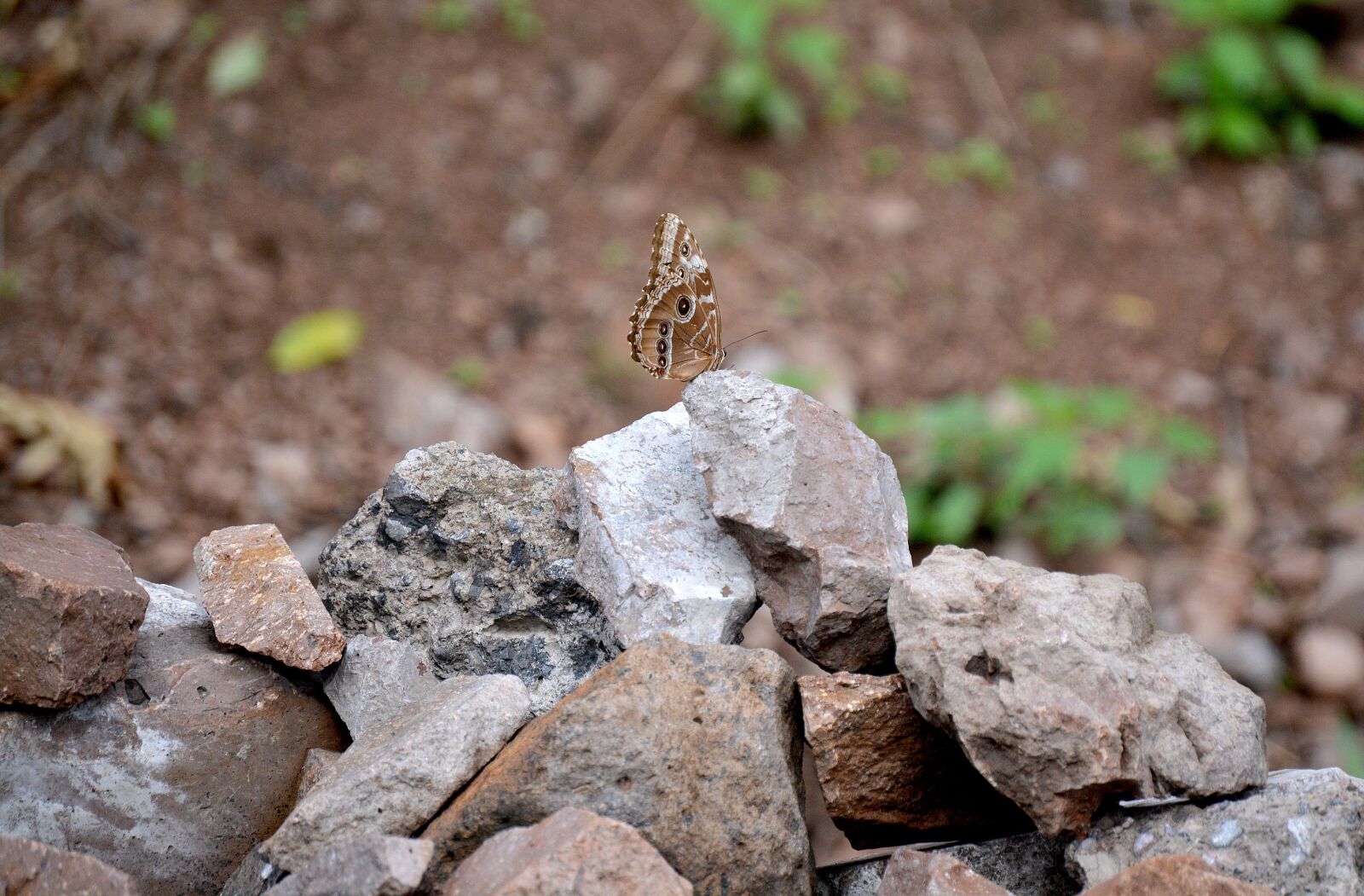 Nikon D5200 sample photo. Butterfly, nature, rocks photography