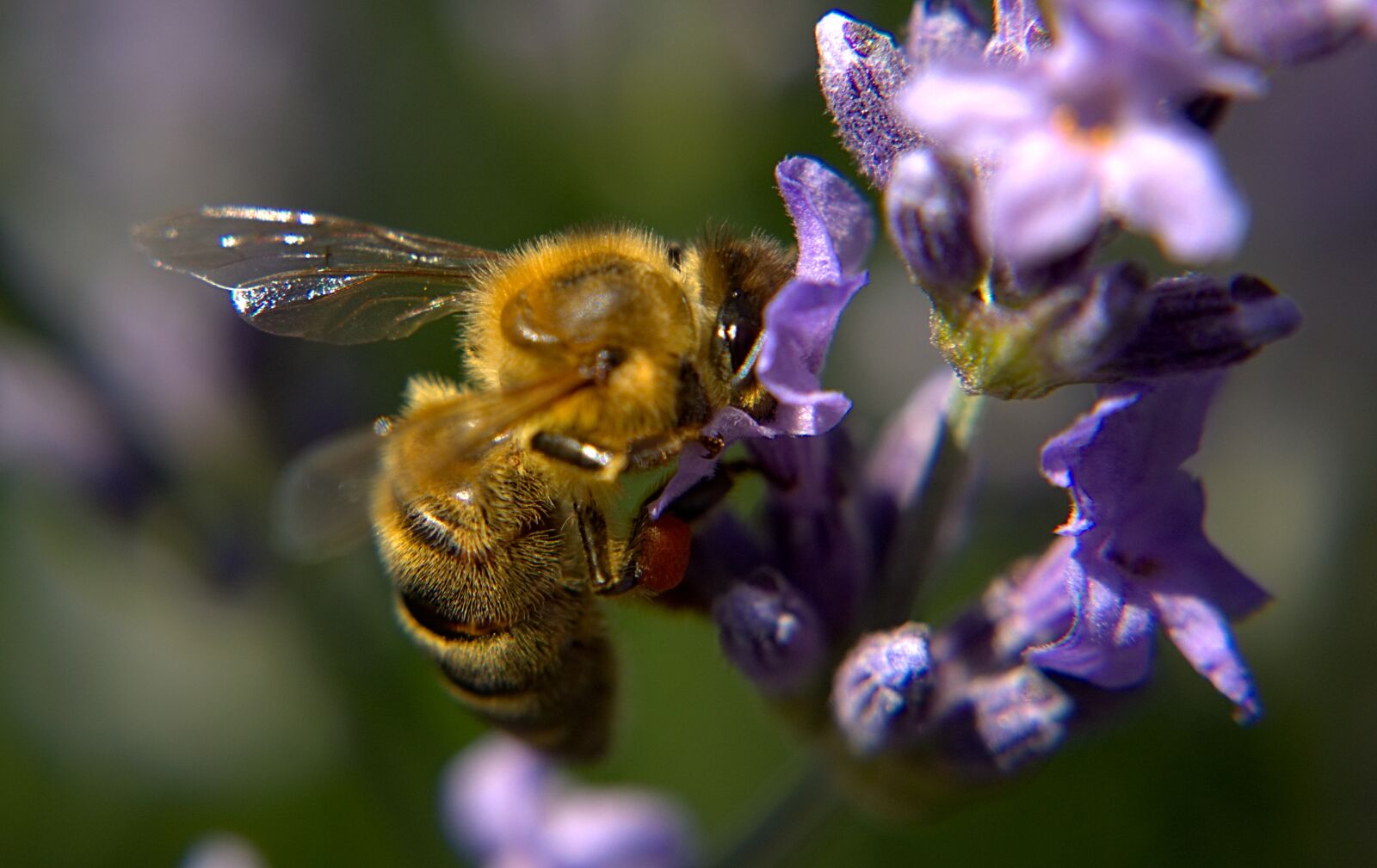 Nikon 1 V2 sample photo. Bee, wing, fur photography