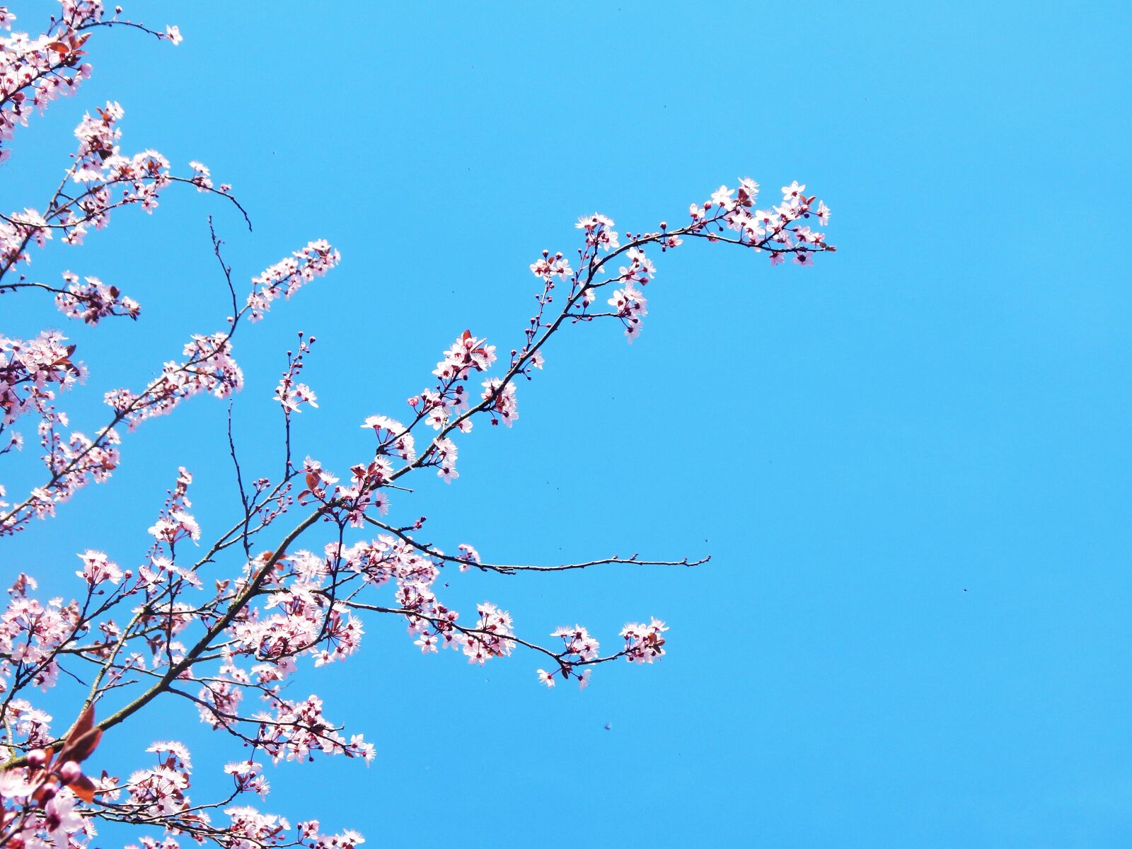 Nikon Coolpix L830 sample photo. Spring, branch, blossom photography