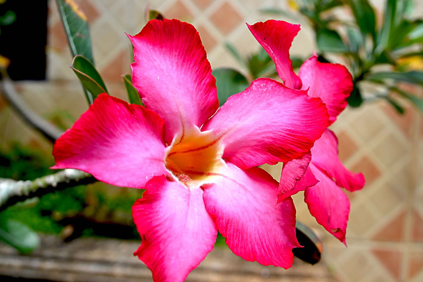 Nikon D3100 sample photo. Relax, habitat, asian photography