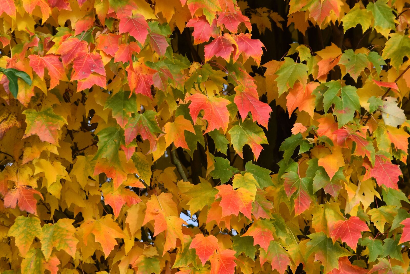 Nikon D7200 sample photo. Autumn, colors, leaves photography