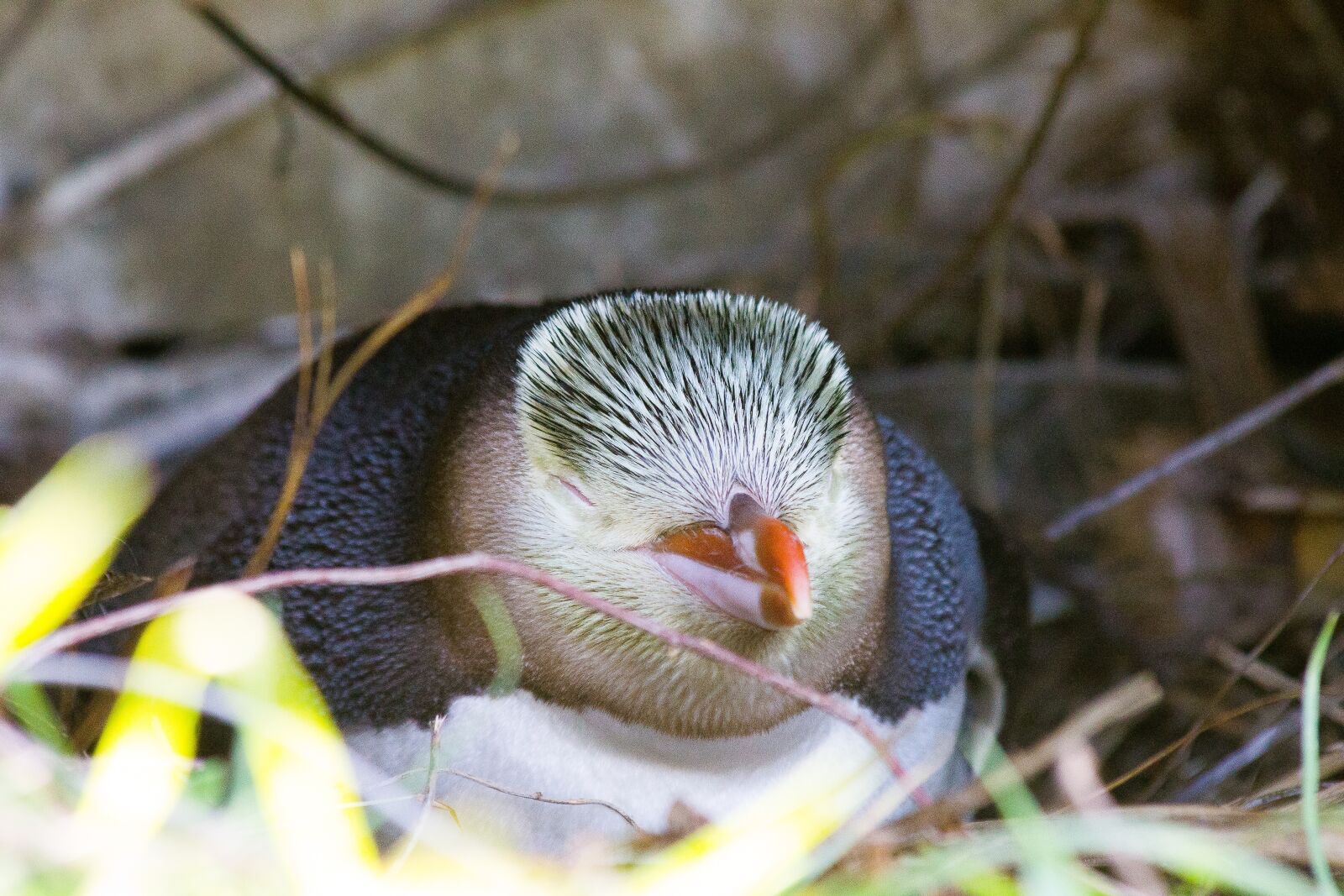Canon EF 70-300mm F4-5.6 IS USM sample photo. Gul jet penguin, gul photography