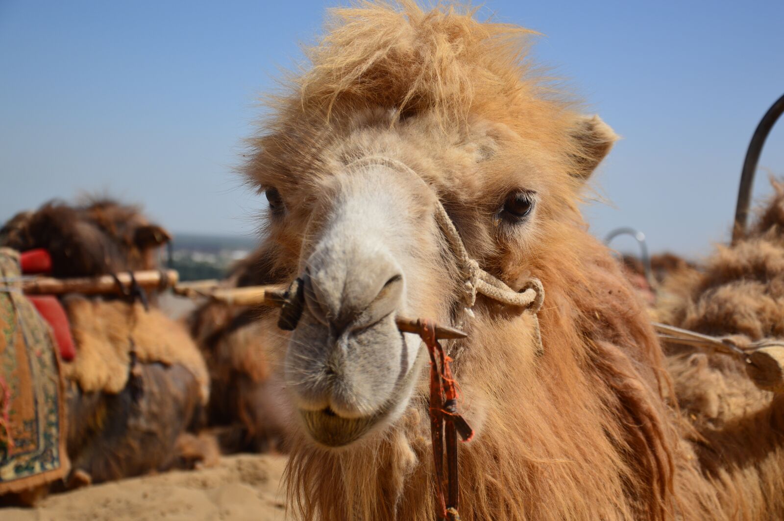 Nikon D3200 sample photo. Camel, animal, head photography