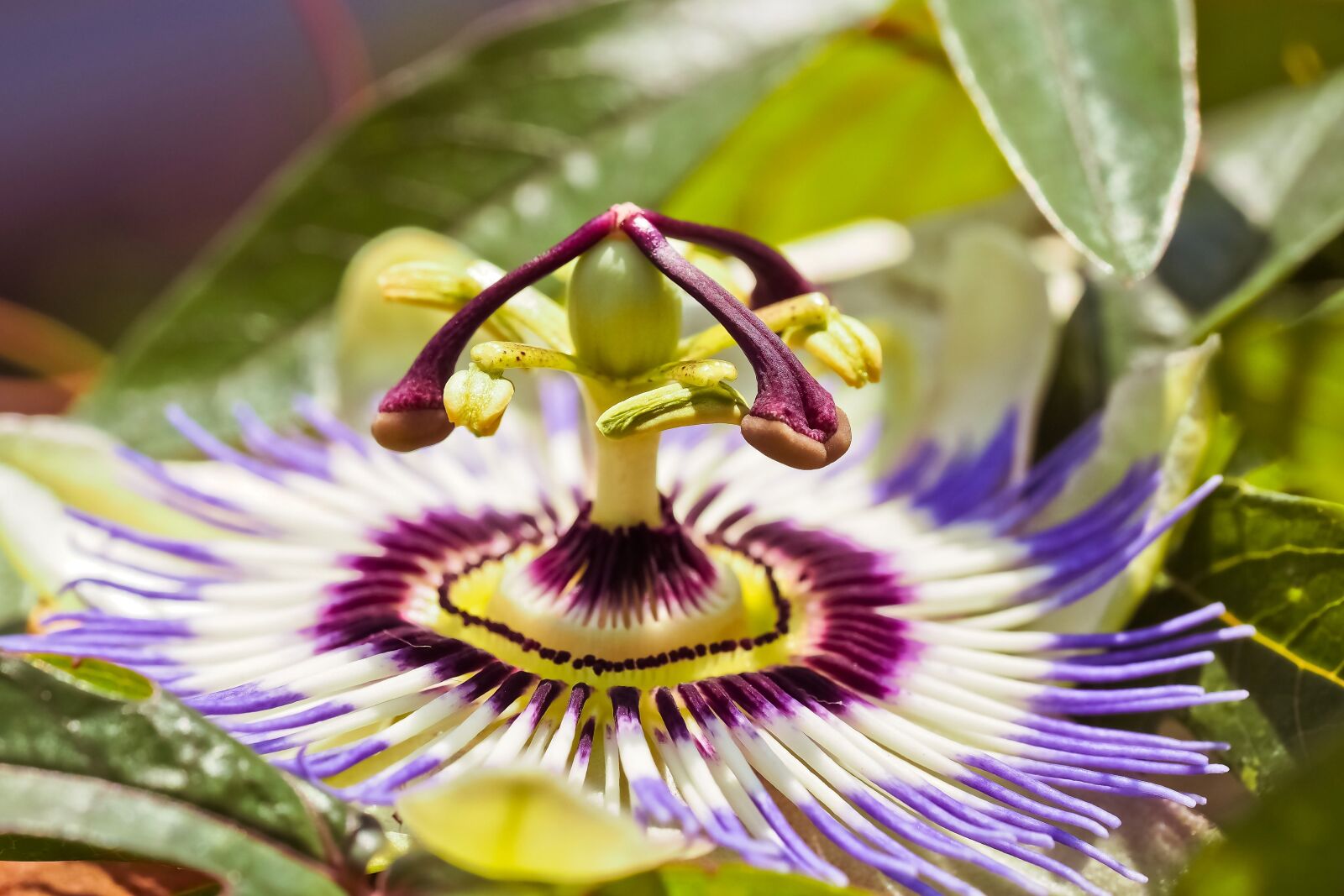 Olympus OM-D E-M10 sample photo. Flower, passion flower, passiflora photography