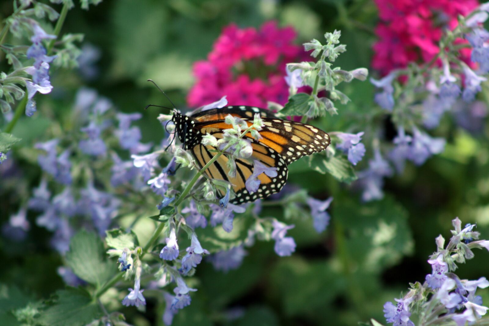 Canon EOS 1000D (EOS Digital Rebel XS / EOS Kiss F) sample photo. Butterfly, flower, spring photography